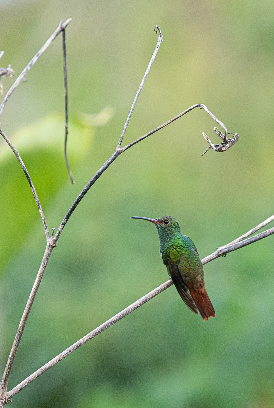 Rufous-tailed Hummingbird (Amazilia tzacatl)