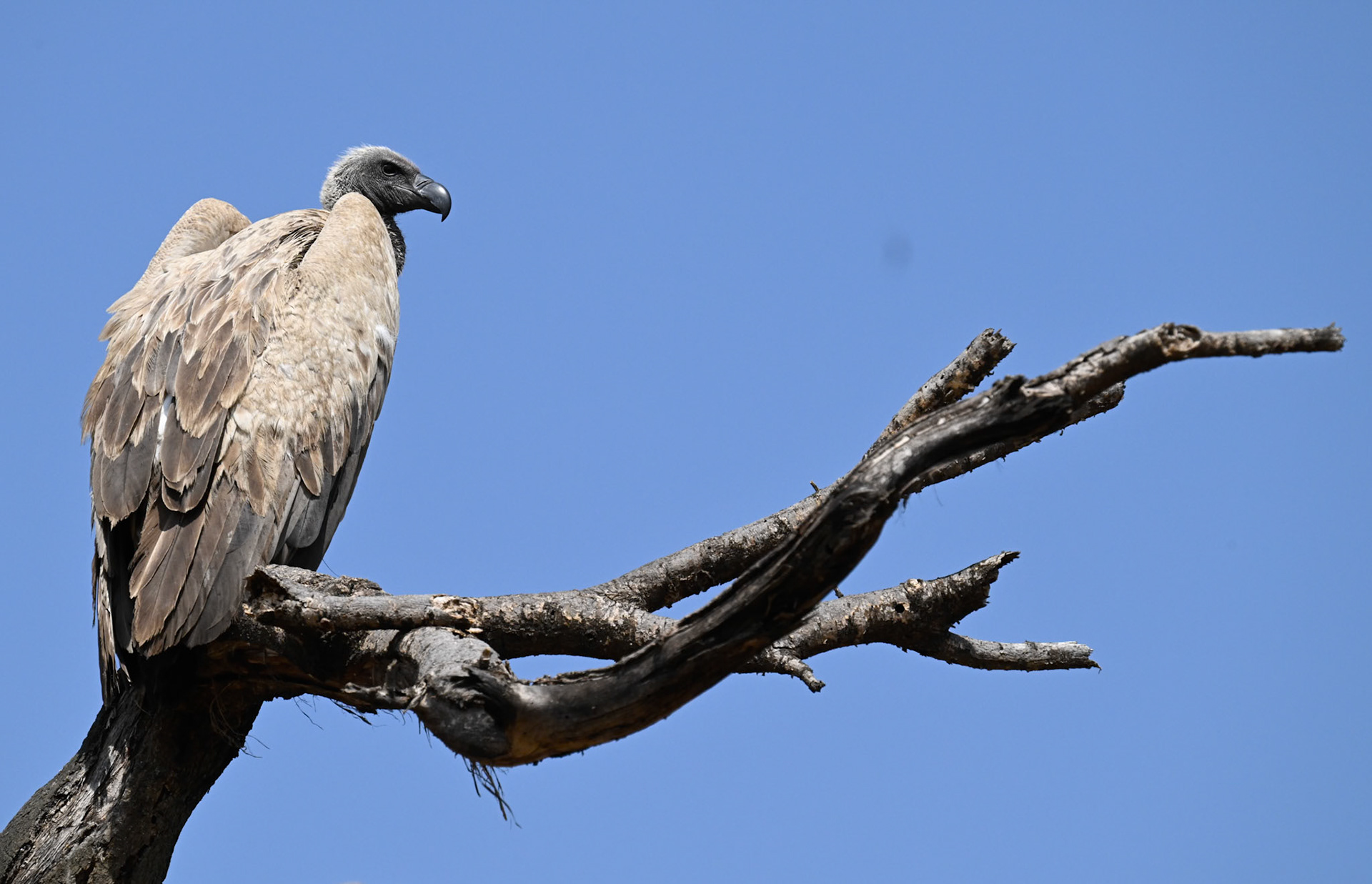 African White-backed Vulture