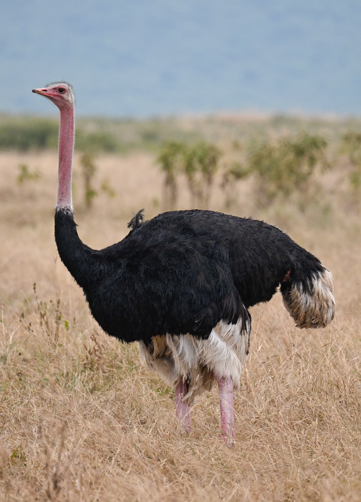 Common Ostrich Male