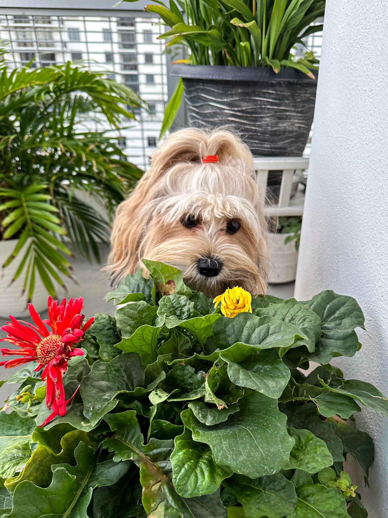 Frida Kahlo
