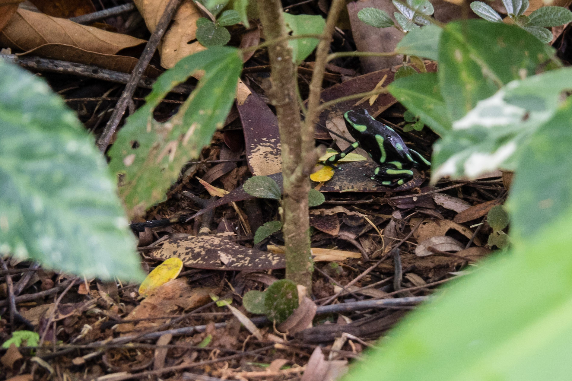 Costa Rica