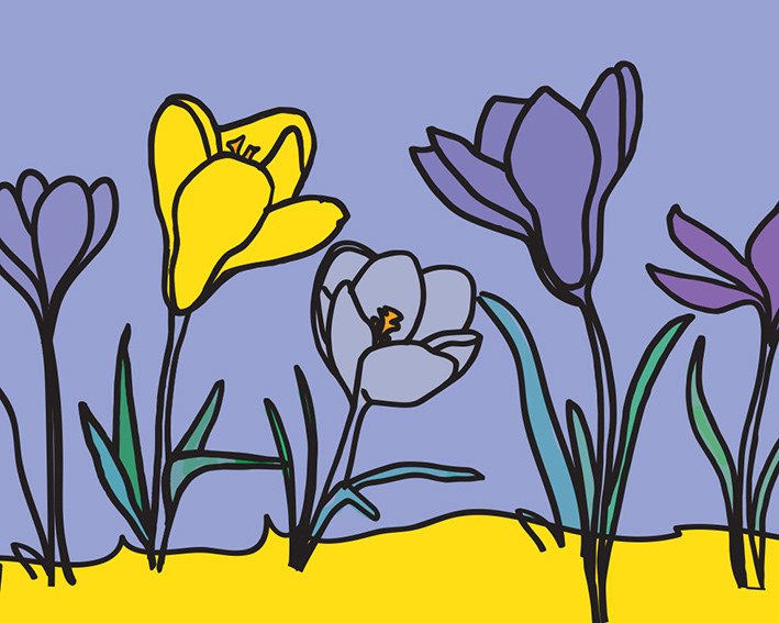 Illustration of various crocus flowers in a field in tones of yellow, lilac and purple.