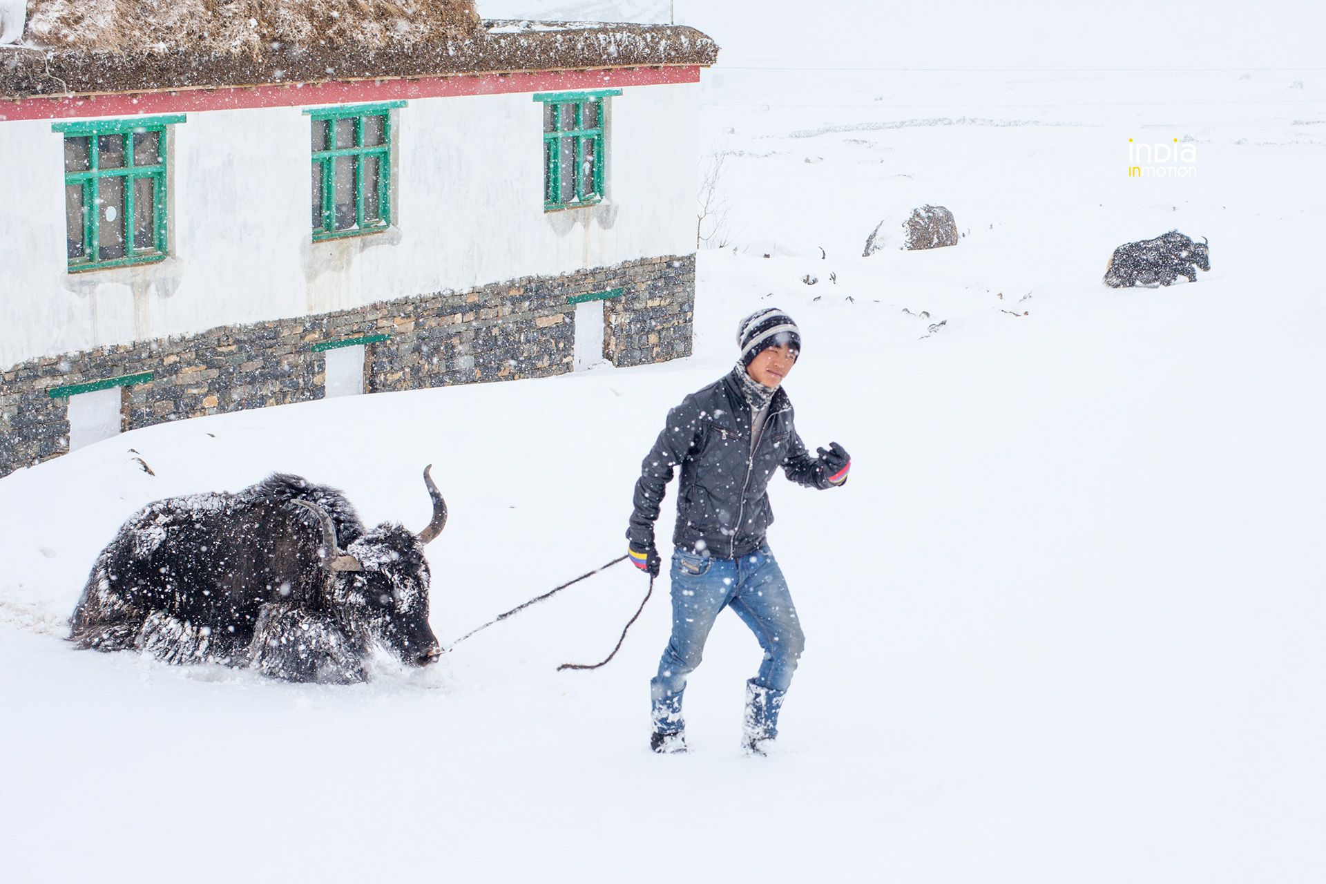 Taking the Yak home.