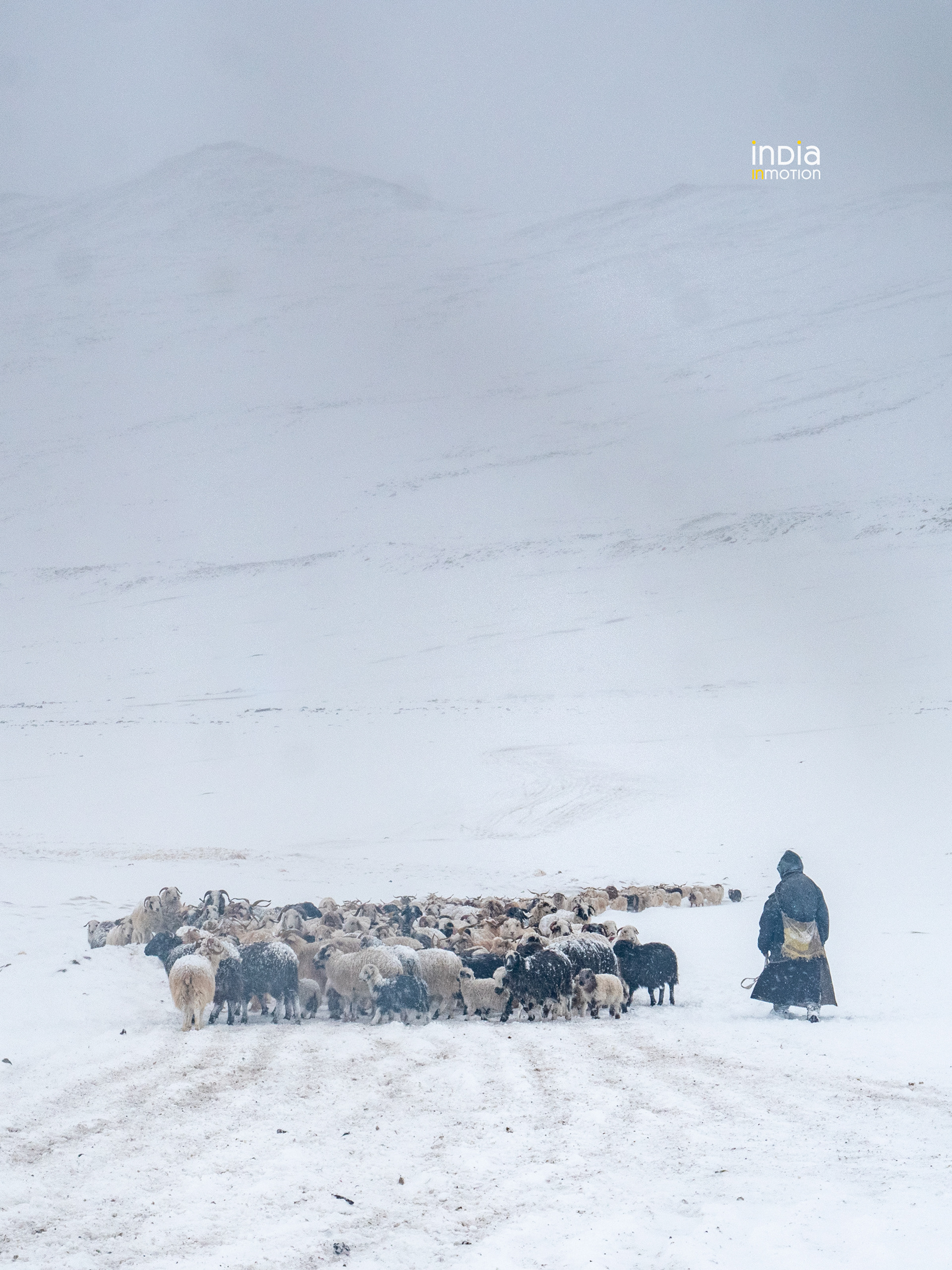 A Changpa herder with his flock during a snowstorm