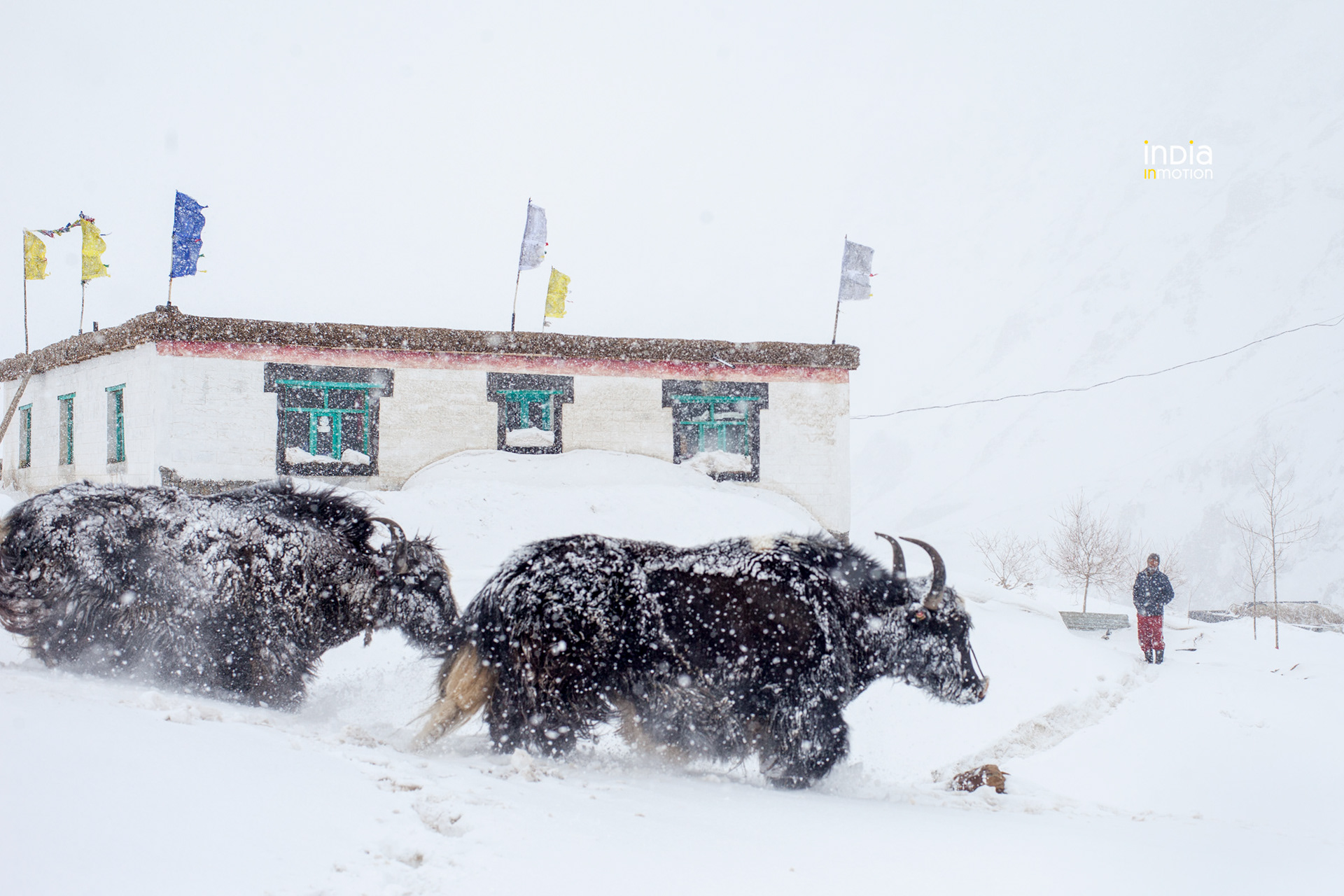 The Yaks of Todnam. Pin Valley.