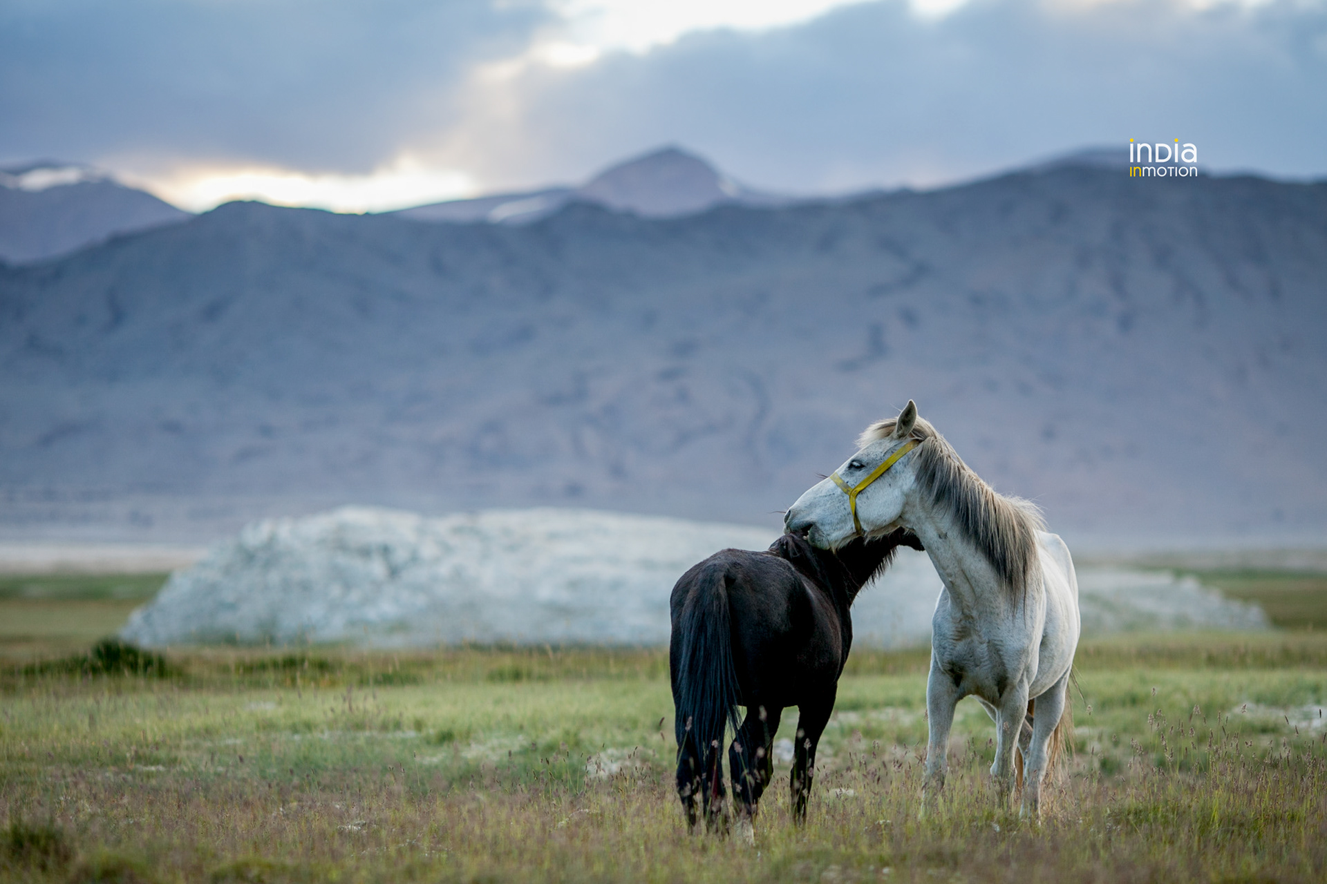 Horses on the Tsokar lake Marshlands
