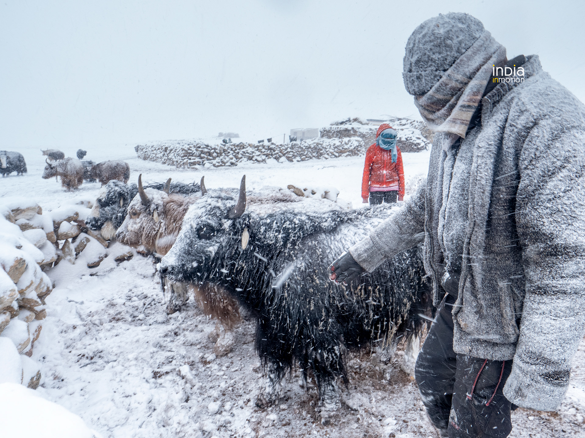 Villagers securing Yak Calfs during a snow storm.