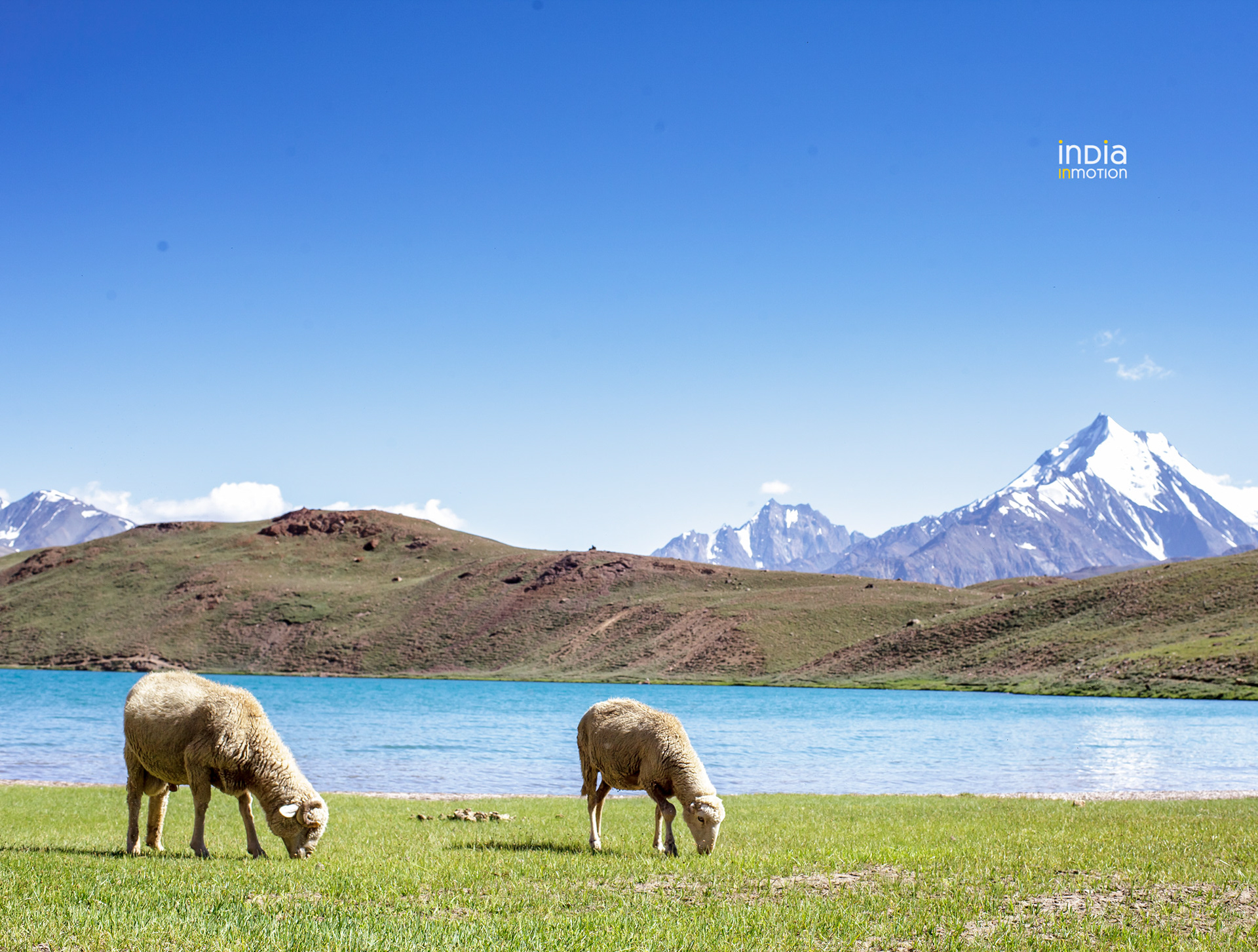 Grazing on the shores of the Chandratal Lake
