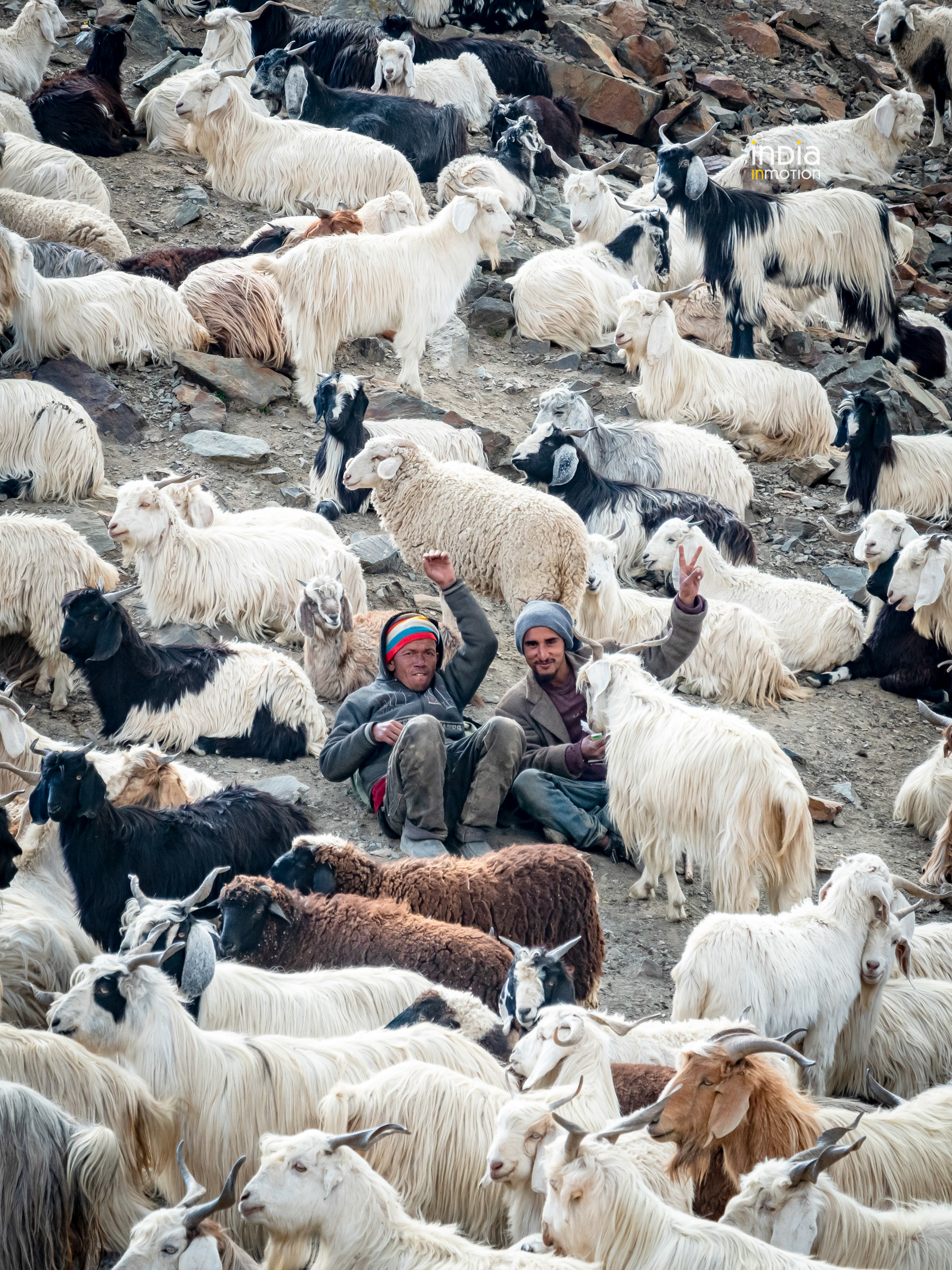 Gaddi shepherds resting amidst their herd.