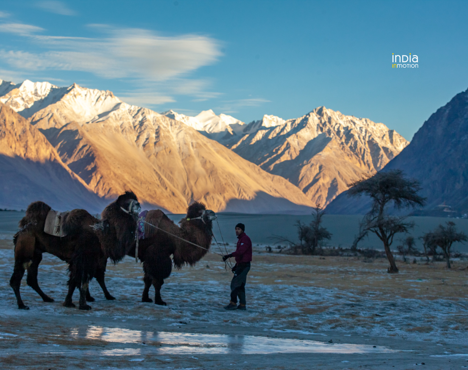 Bacterian Camels at the Hunder Sandunes, Ladakh