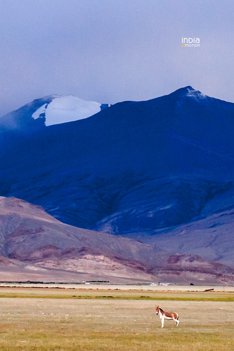 Kiang on the plains of Hanle