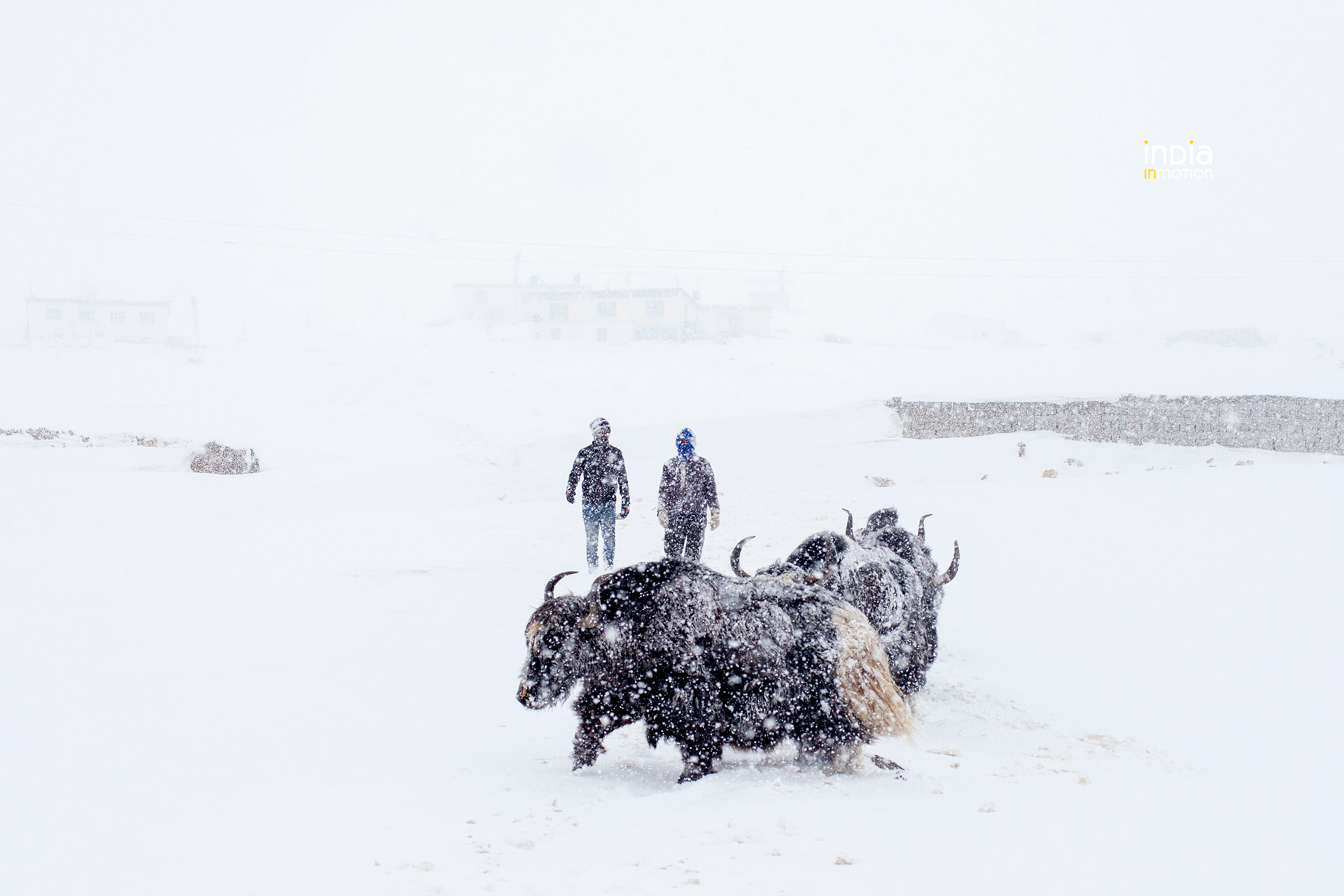 Herding Yaks under heavy snowfall.