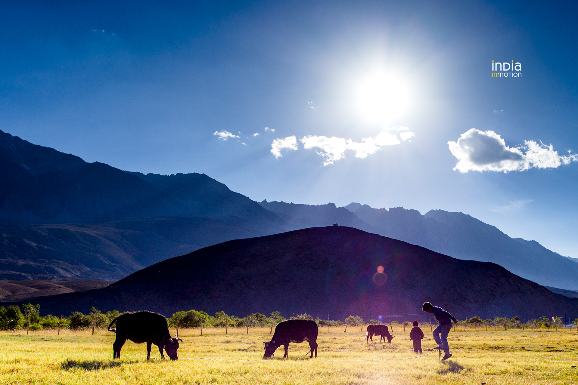 Evening chores at the Merak Village on Pangong Lake