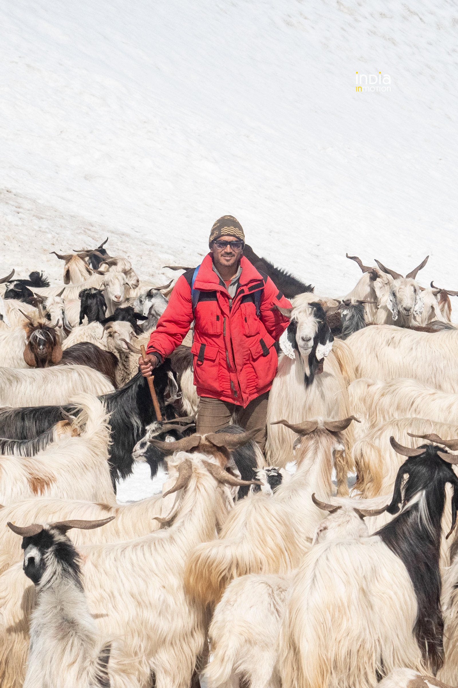 A shepherd with his herd on top of Bhabha pass