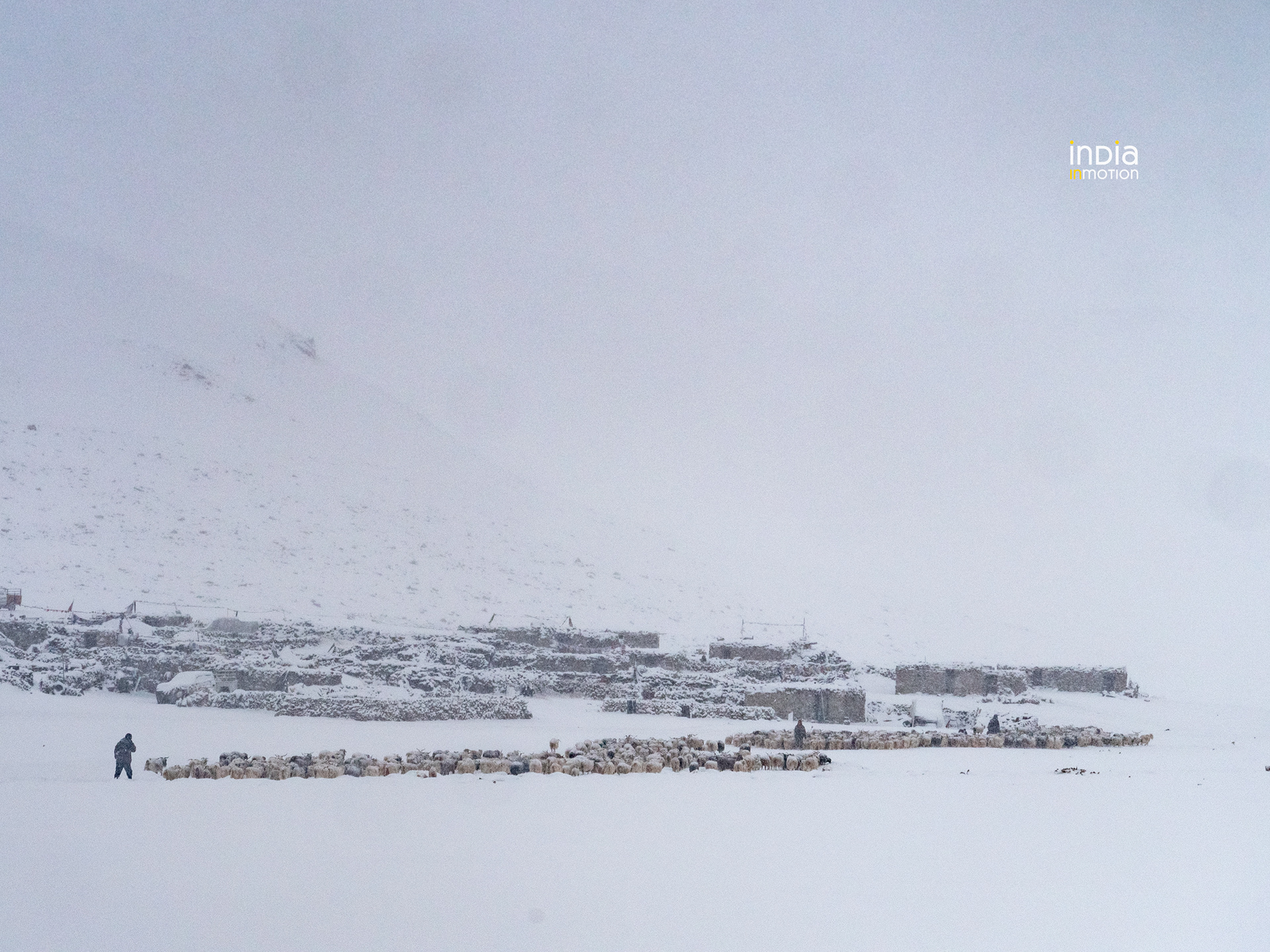 Herds going out to graze in admist snowfall.
