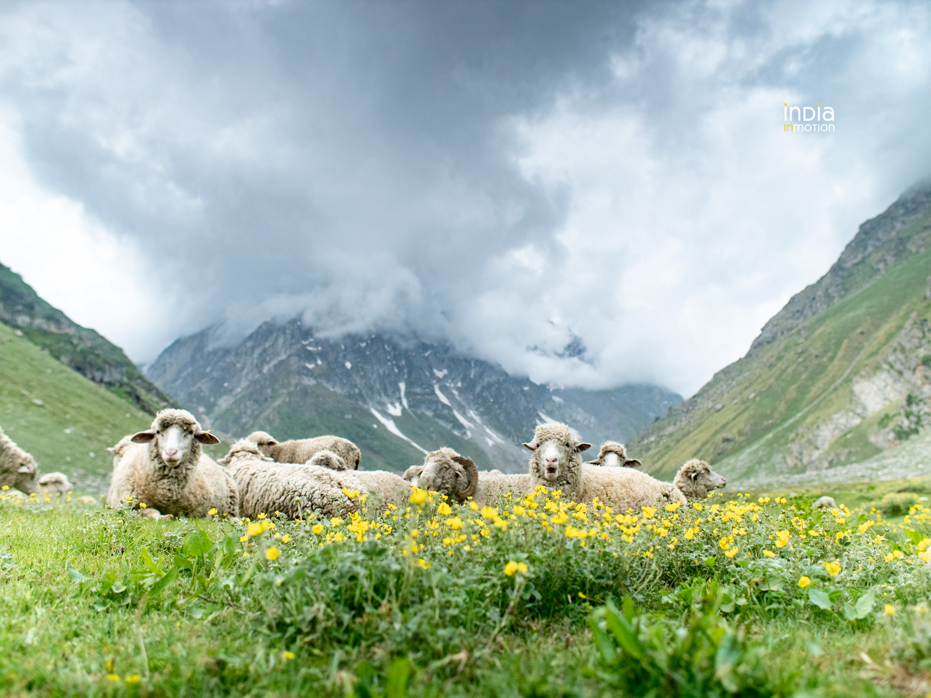 A herd of sheep resting at the Kara meadows in the Bhabha Valley