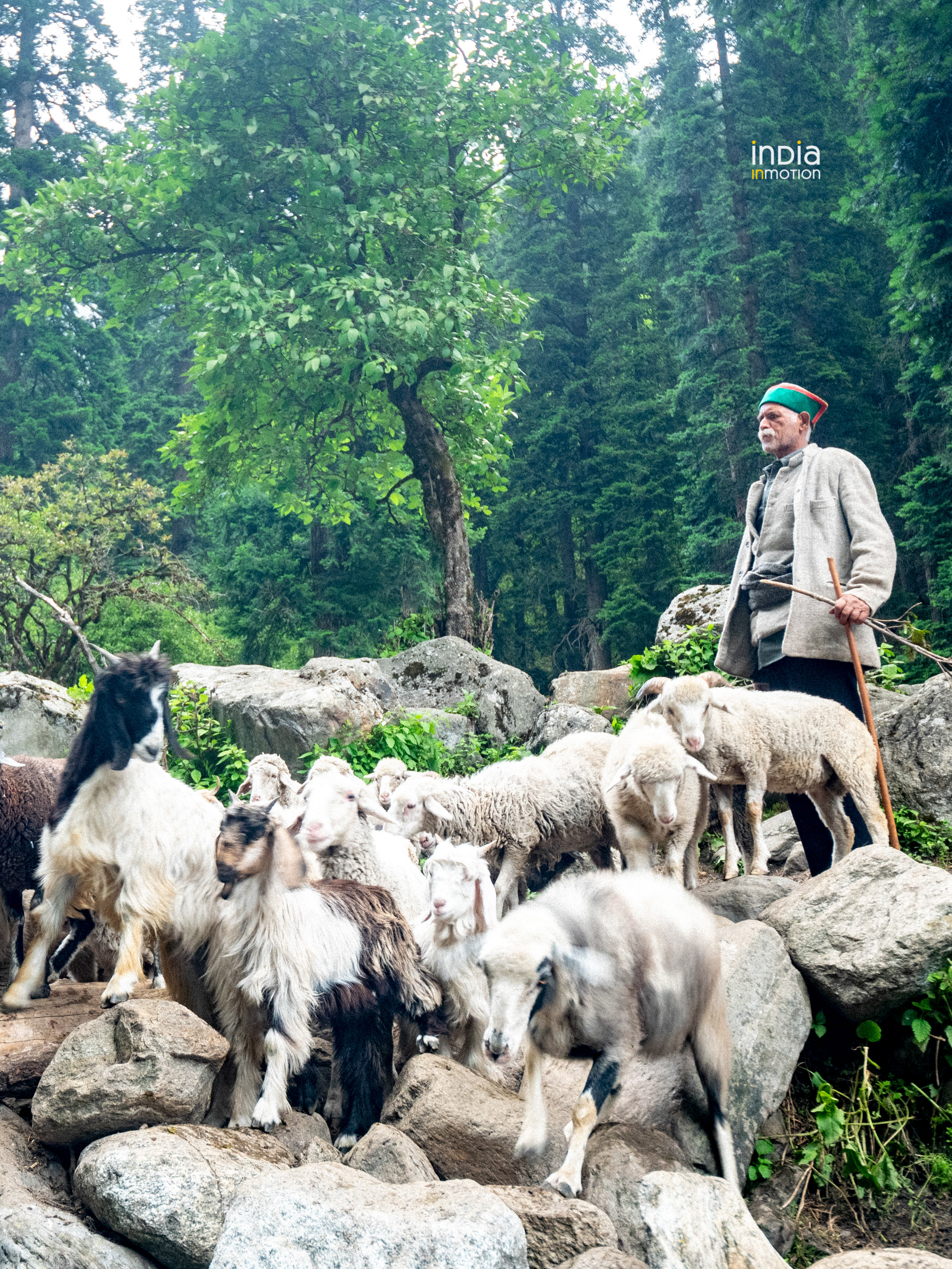 A Gaddi shepherd with his flock