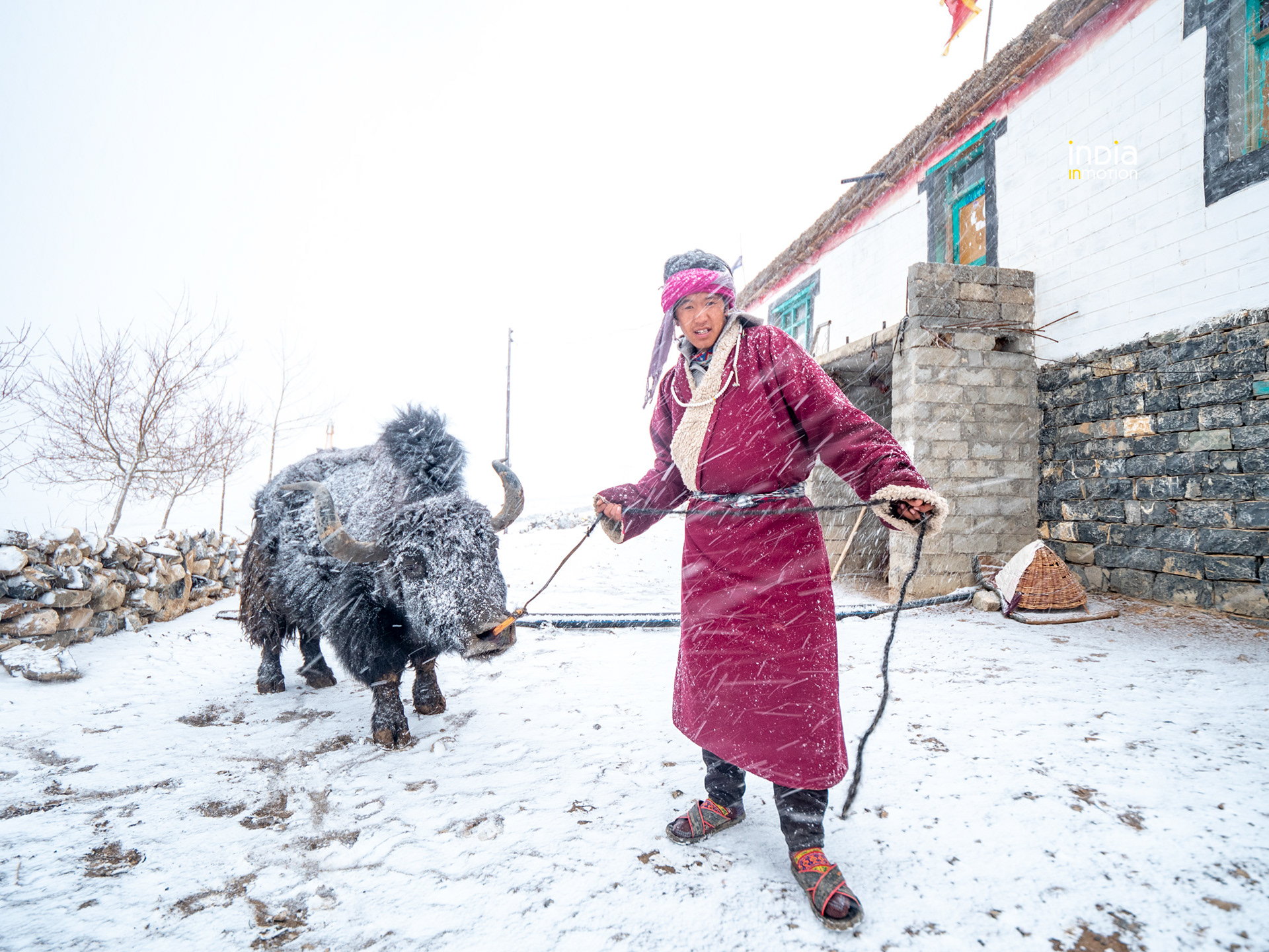 Tsering with his Yak.