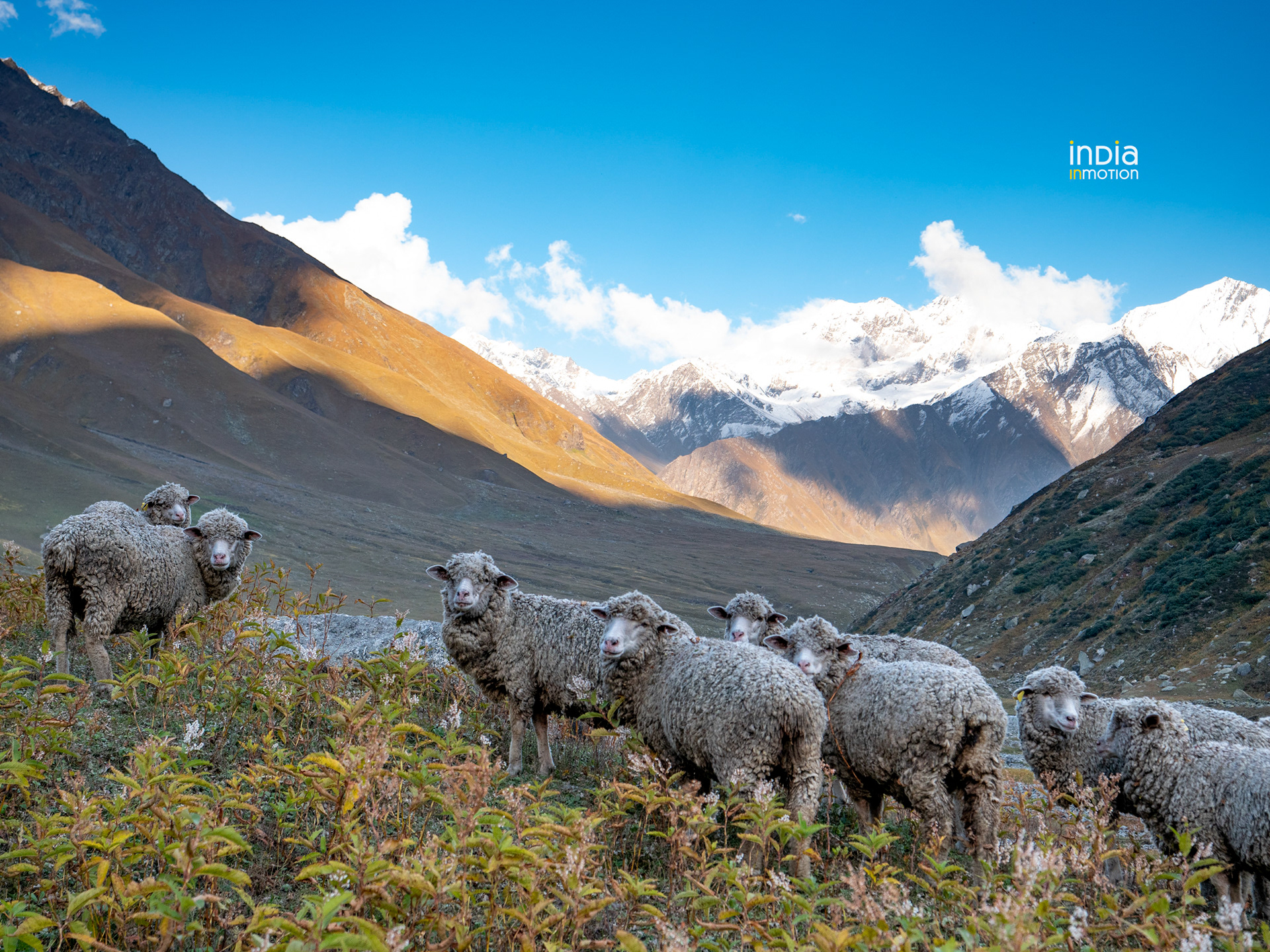 The lust meadows of Bhabha Valley