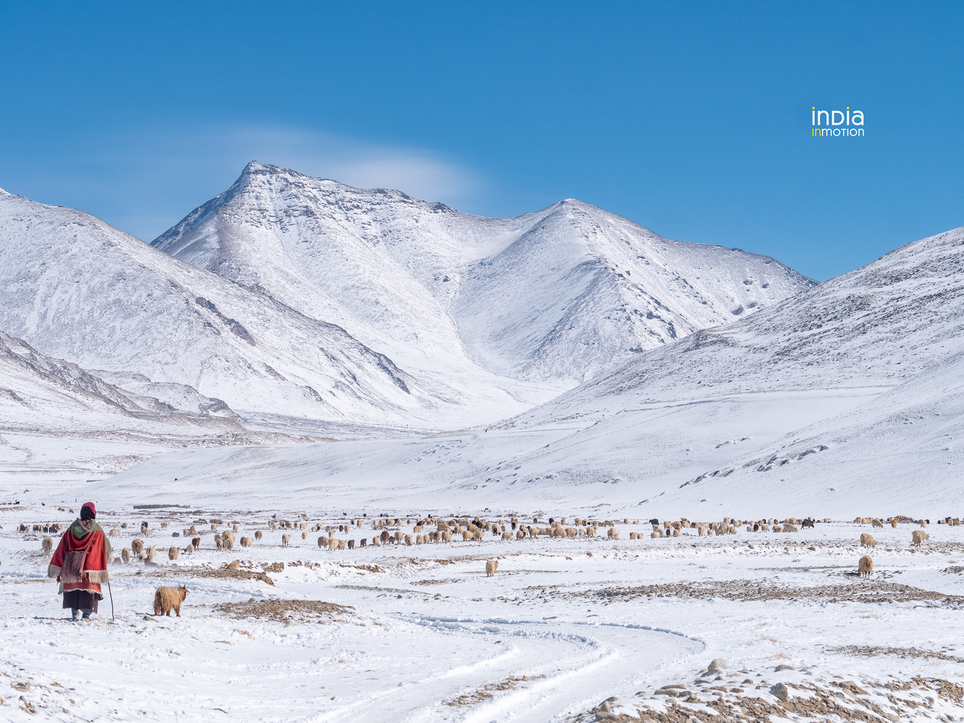 A Changpa woman with her herd in Rupshu