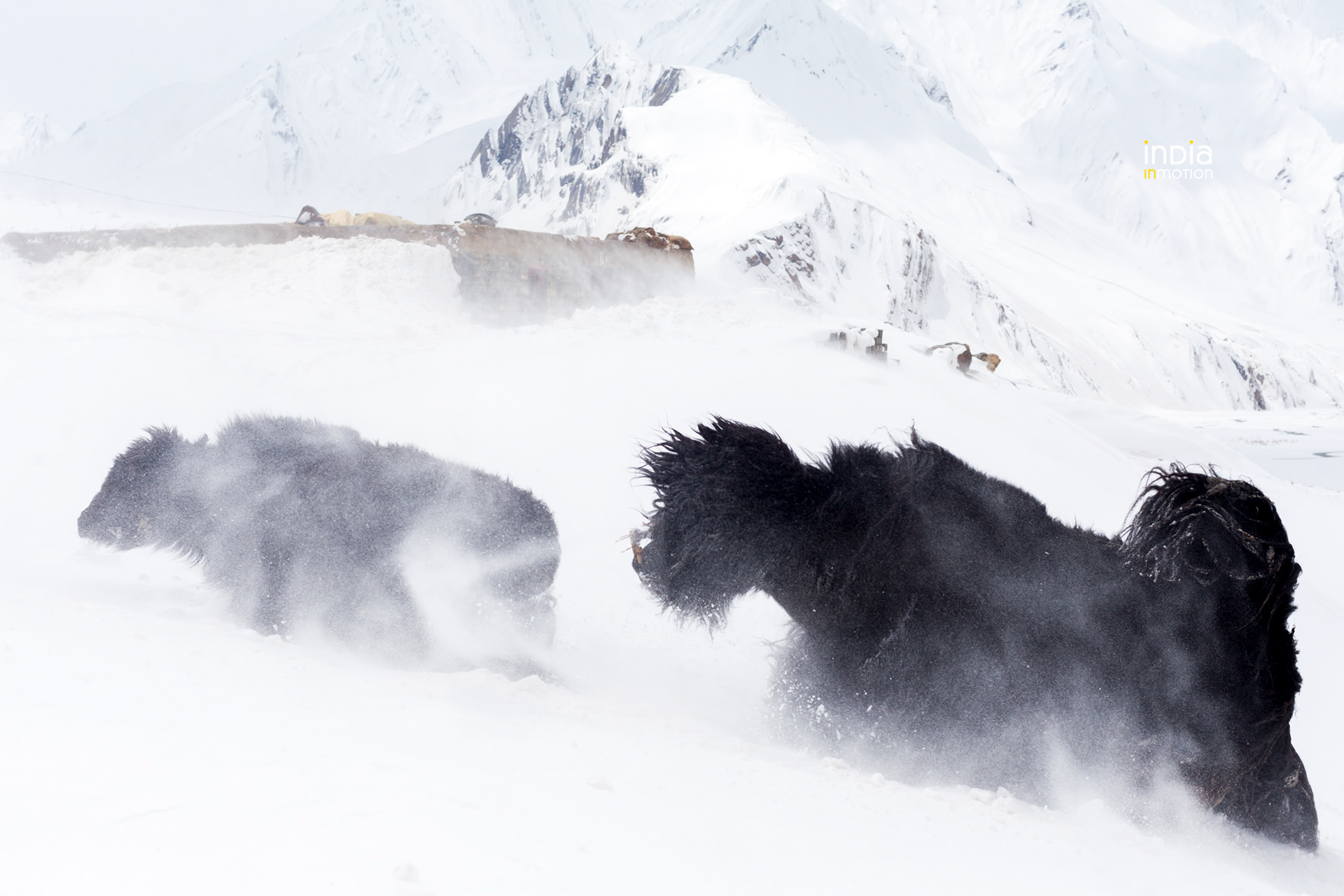 Yaks caught in a blizzard