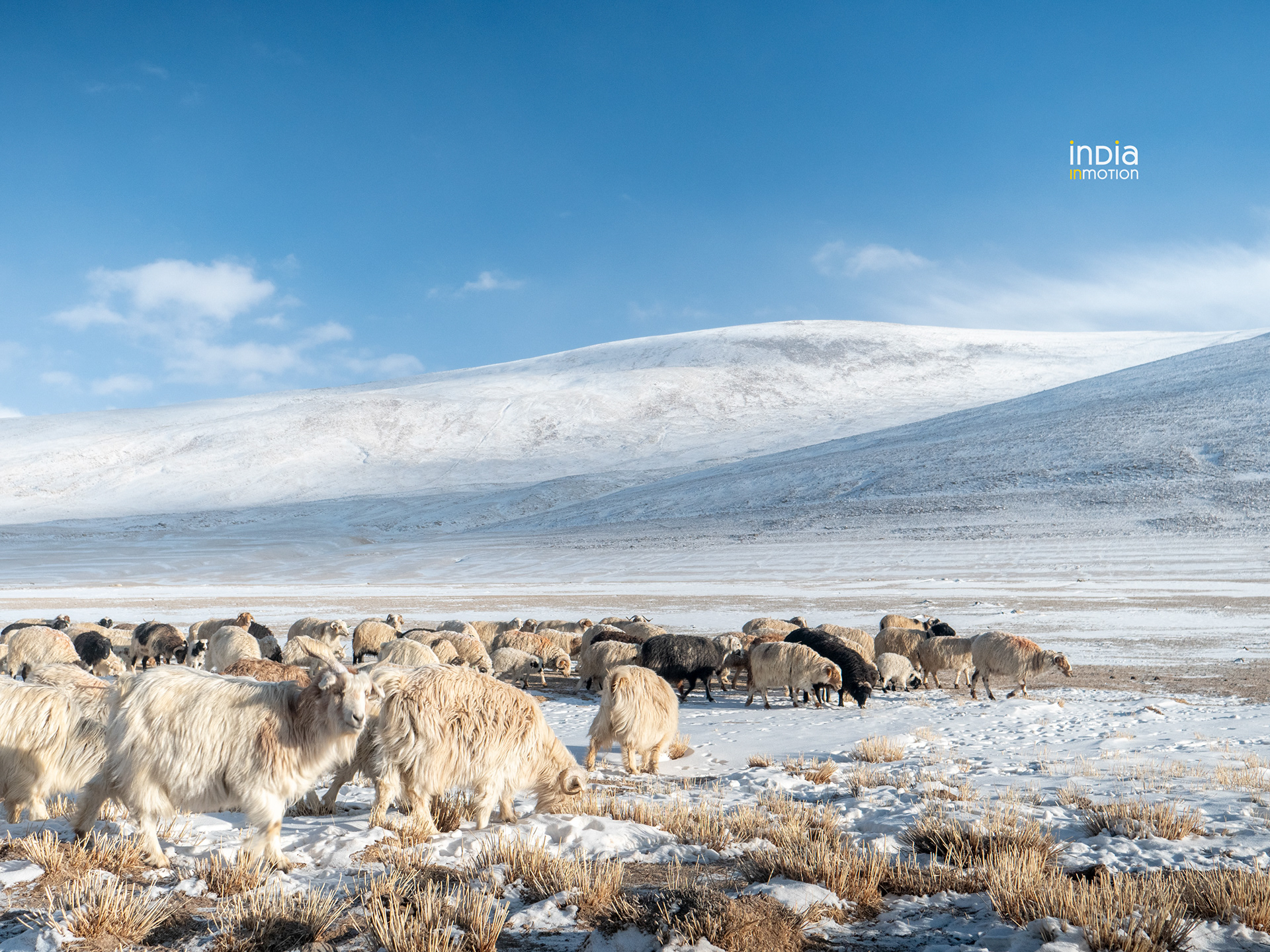 Pashmina goat grazing on the shores of the Startsapuk lake