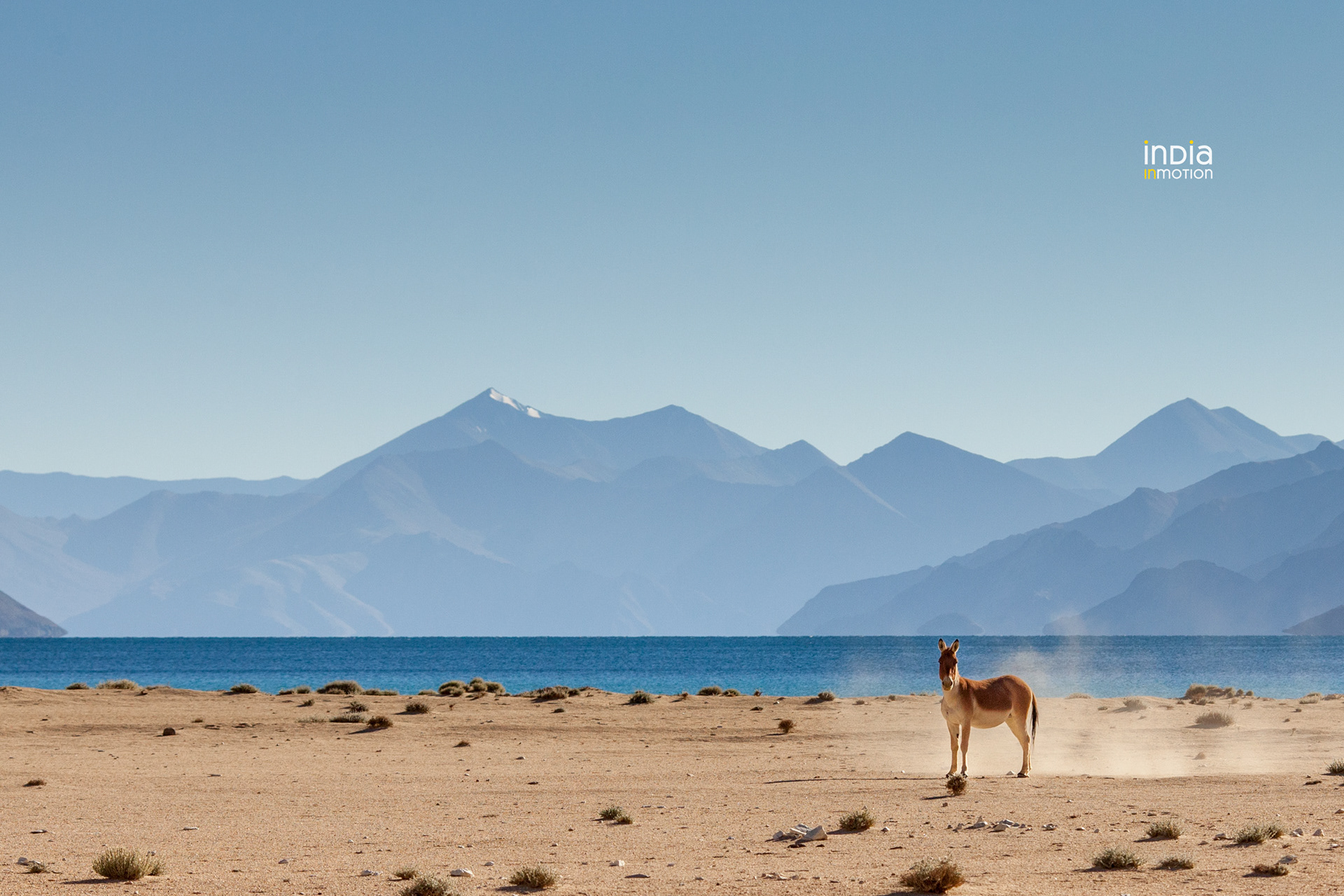 A Kiang on the shores of the Pangong Lake