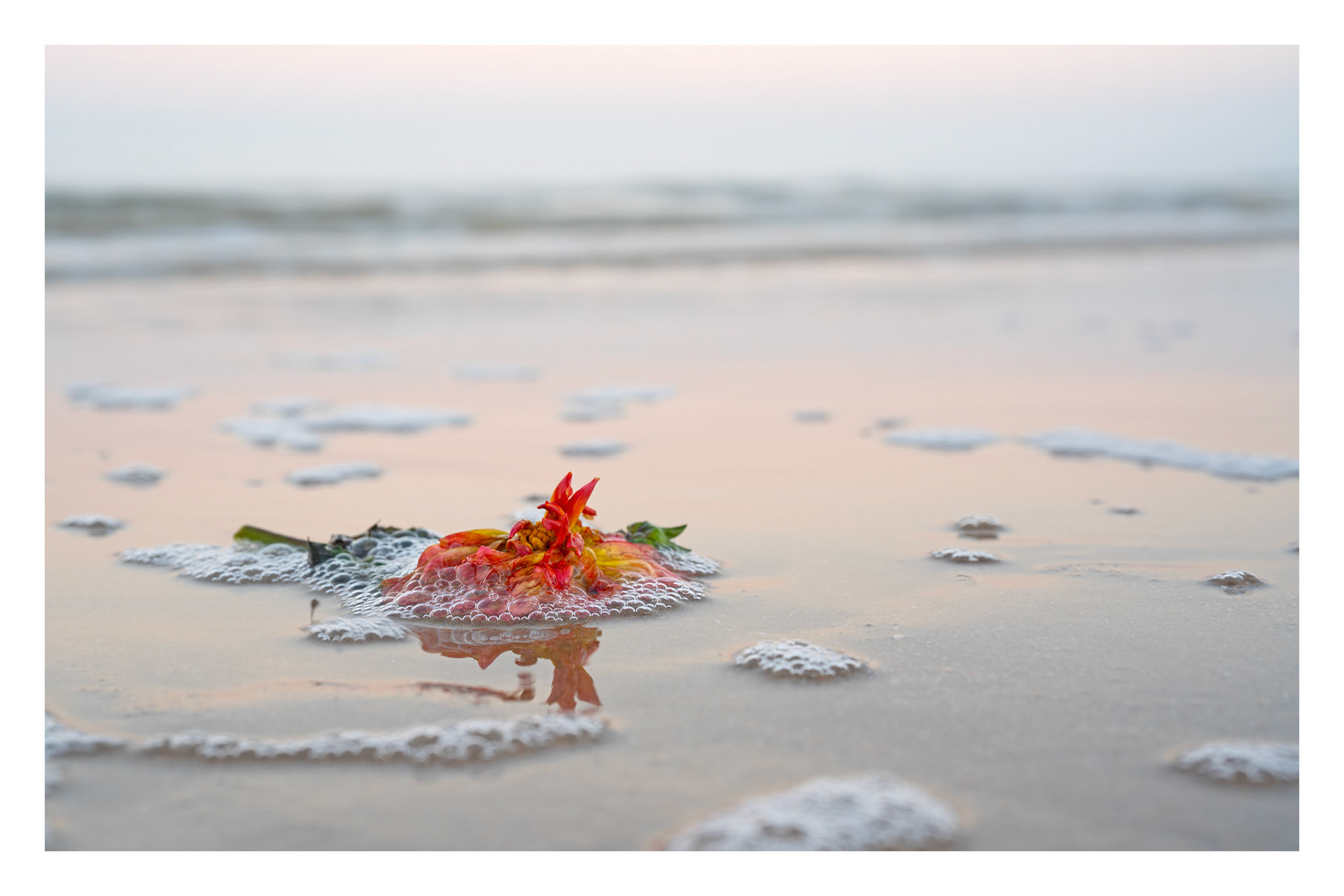 Aangespoelde bloem met 50 mm  F 1,4 GM  standaard lens  op F/6,3 1/6 sec met ISO 100