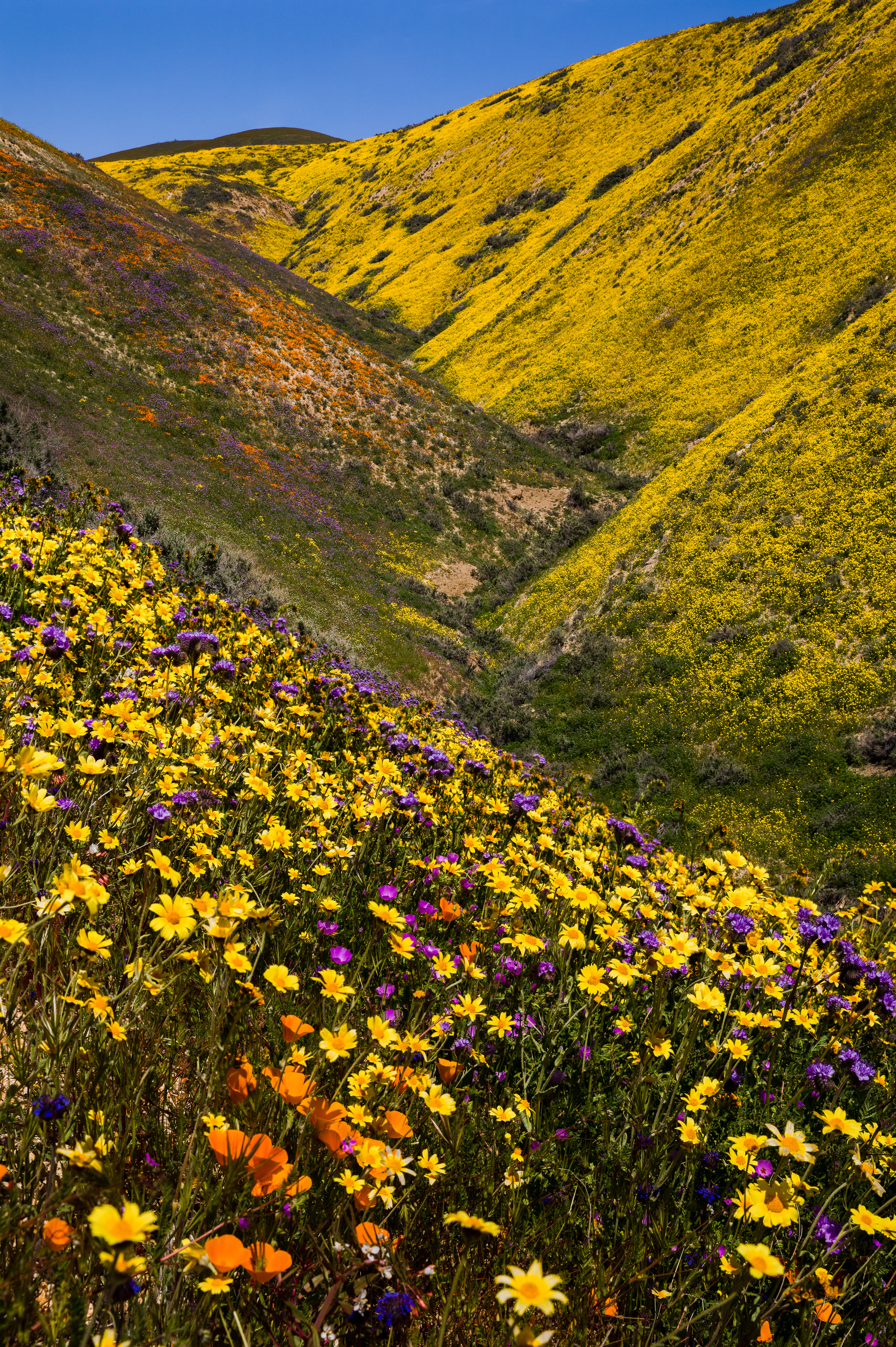 Nature's Paint