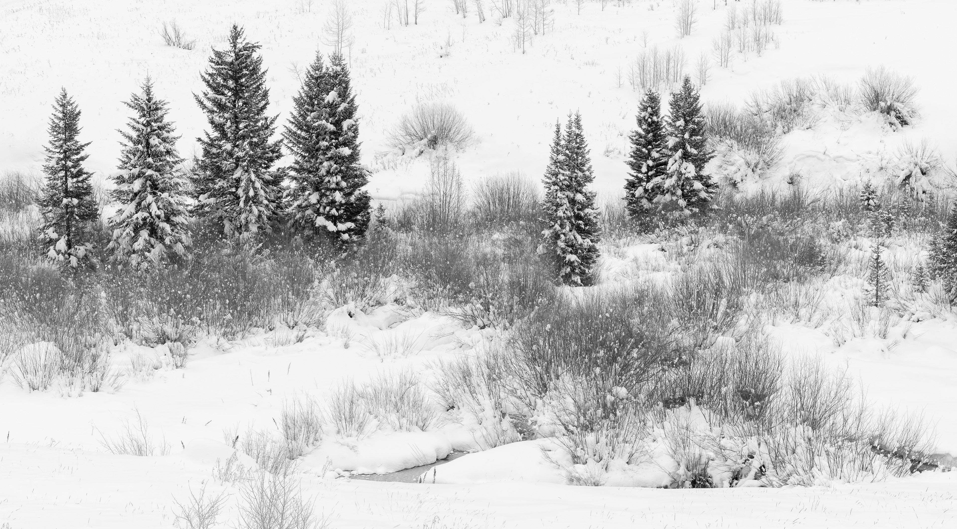 Winter Trees