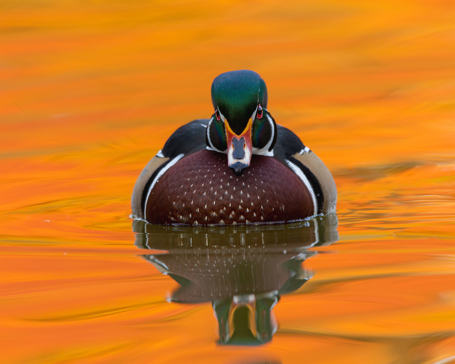 Wood Duck Colors