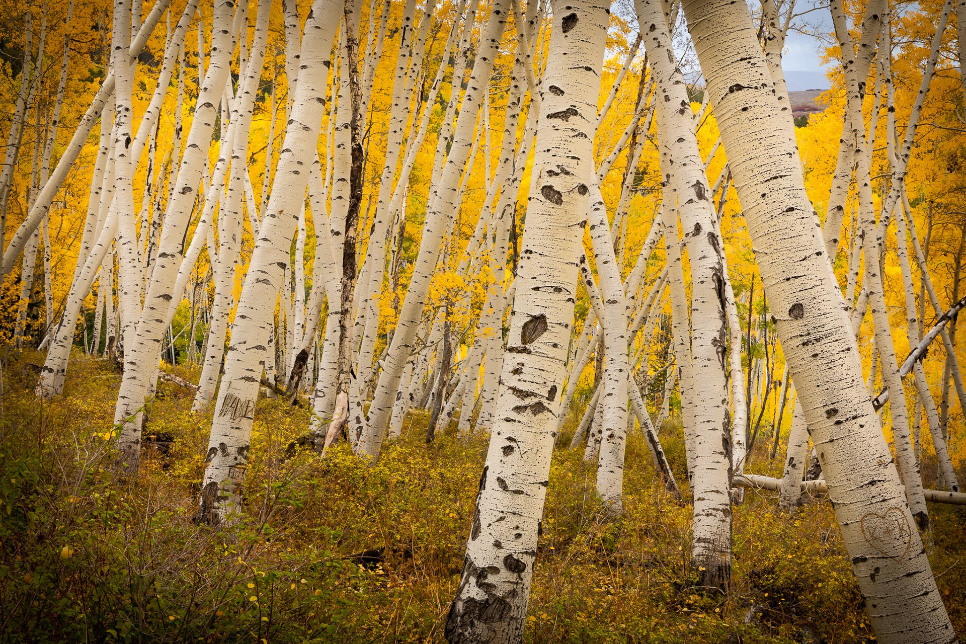 Aspen Tents