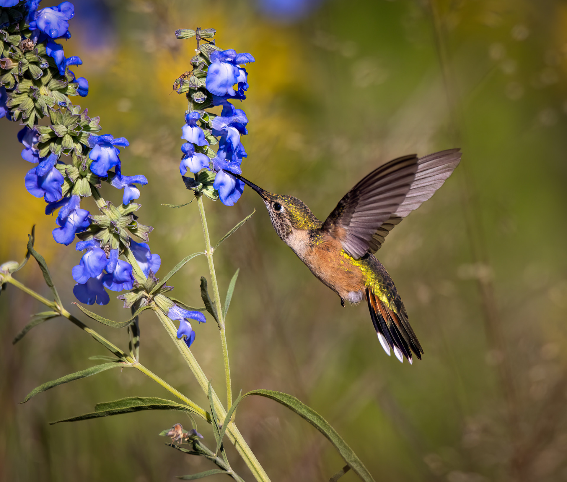Summer Feeding