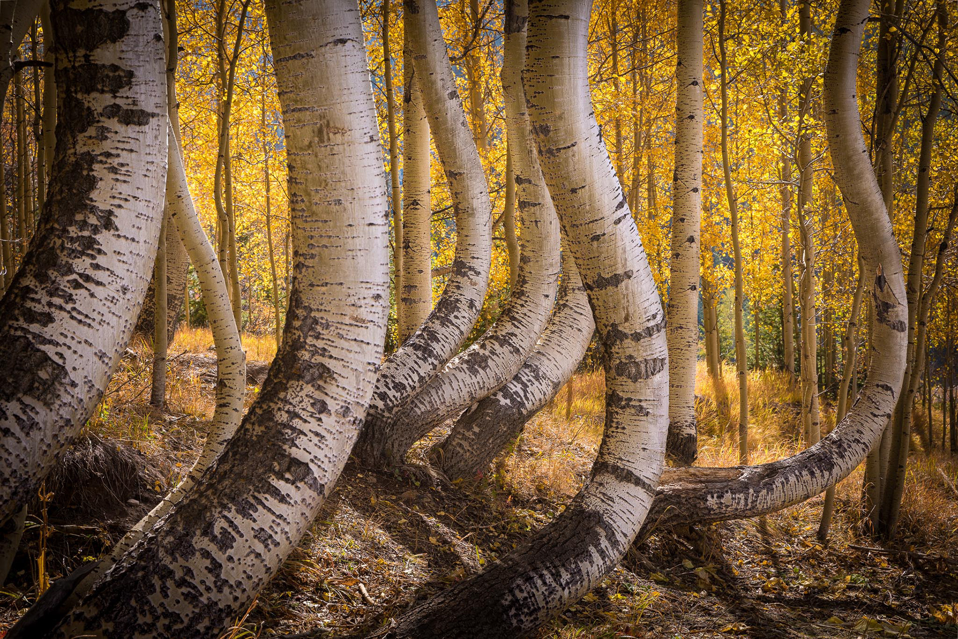 Dancing Aspens