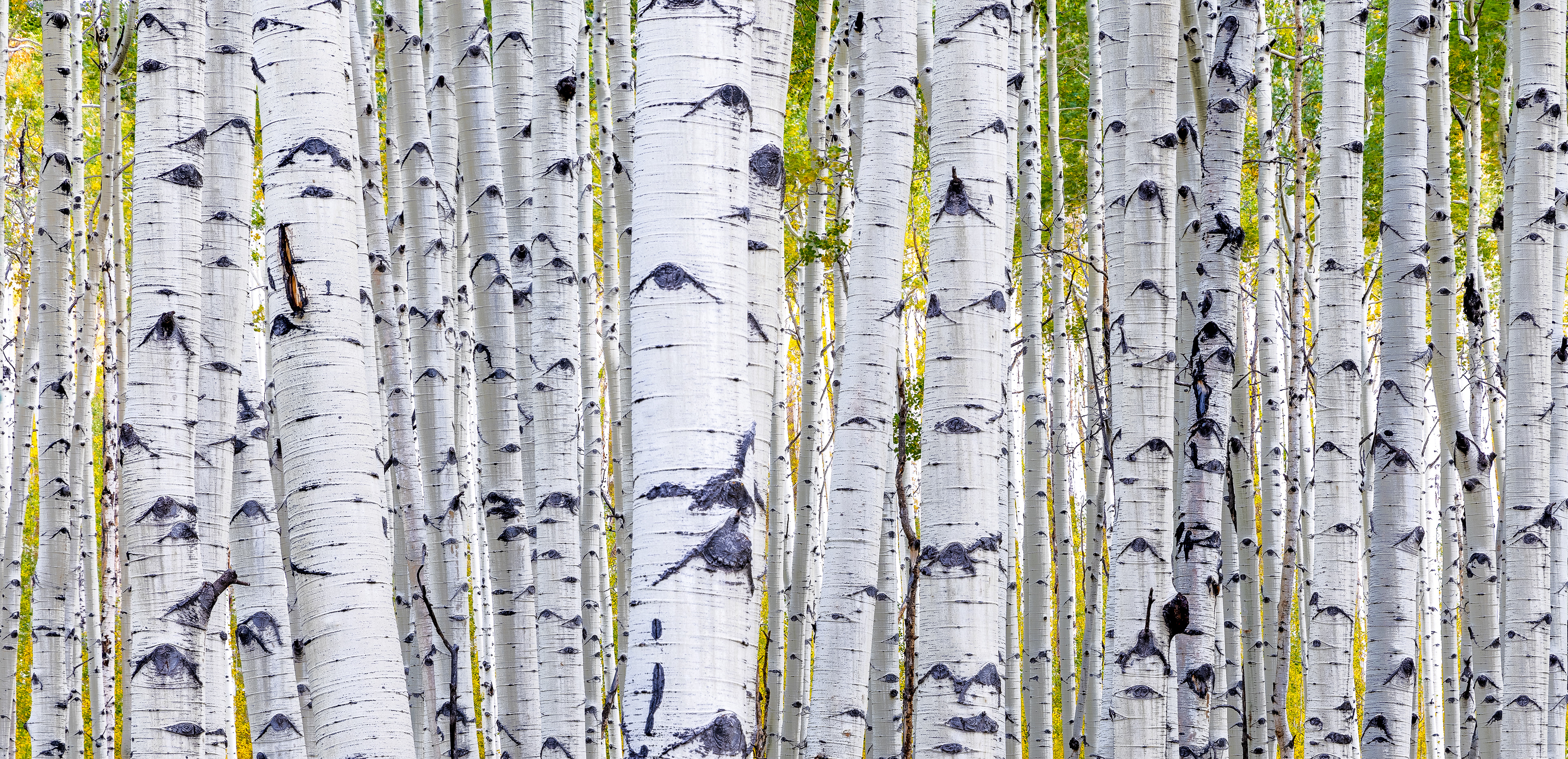 Aspen Forest
