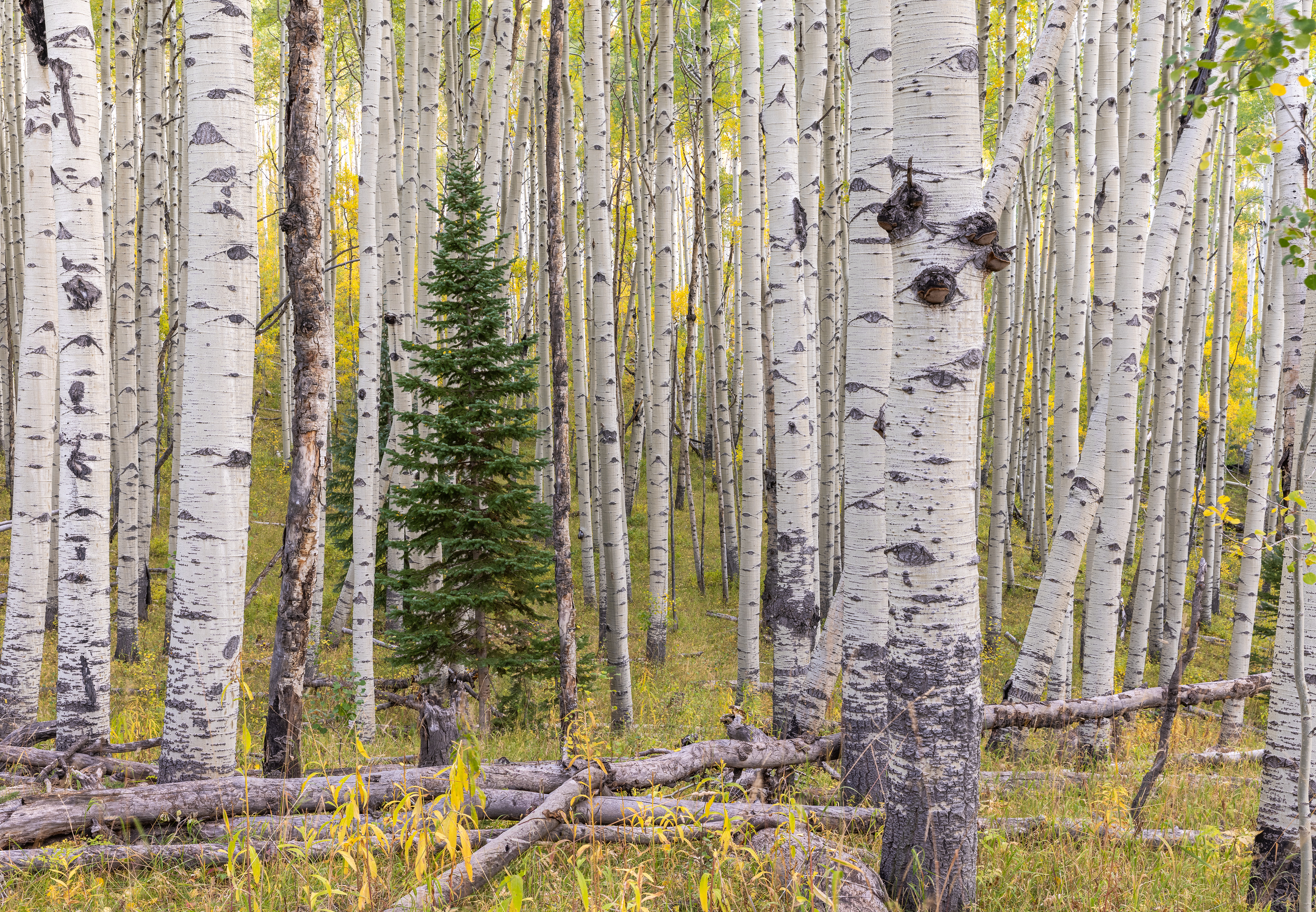 Aspens & Pine