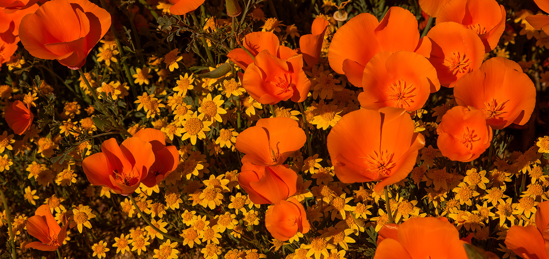 Yellow & Orange