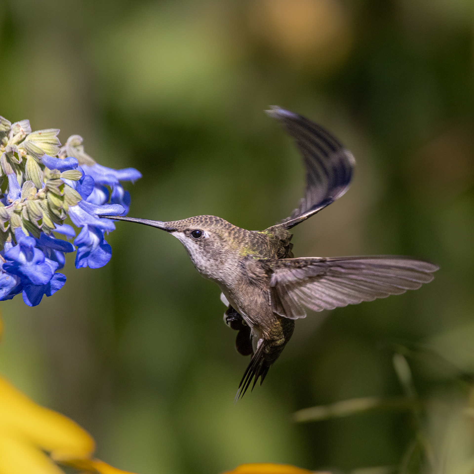 Those Wings!