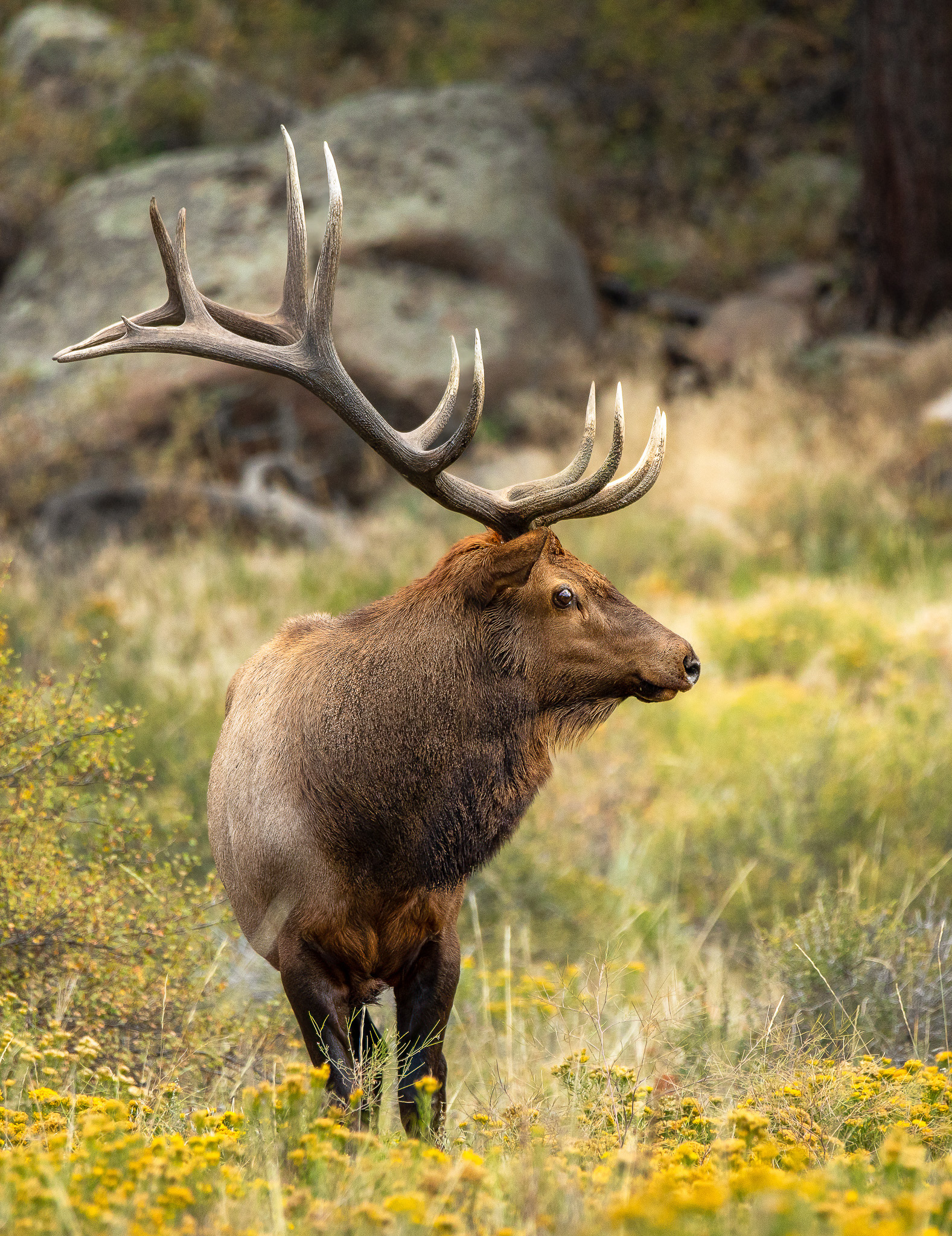 Elk Symmetry