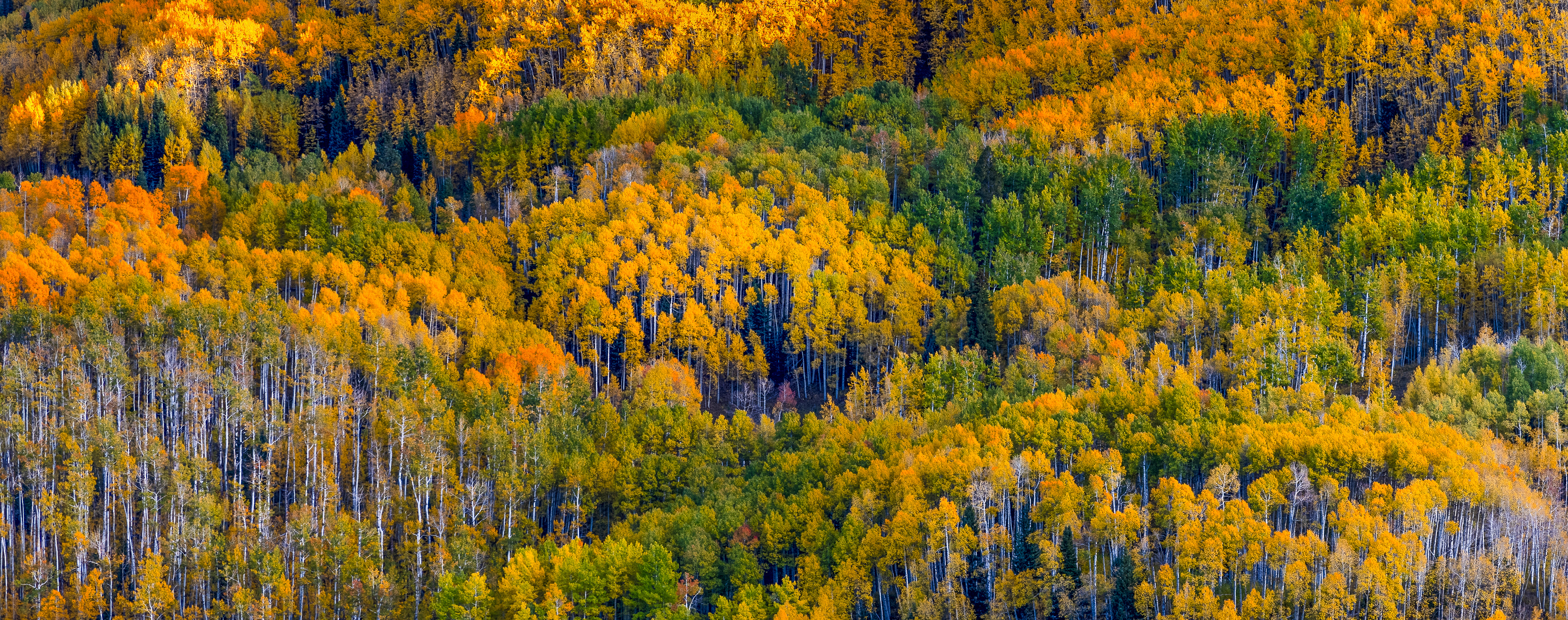 Colors of Fall