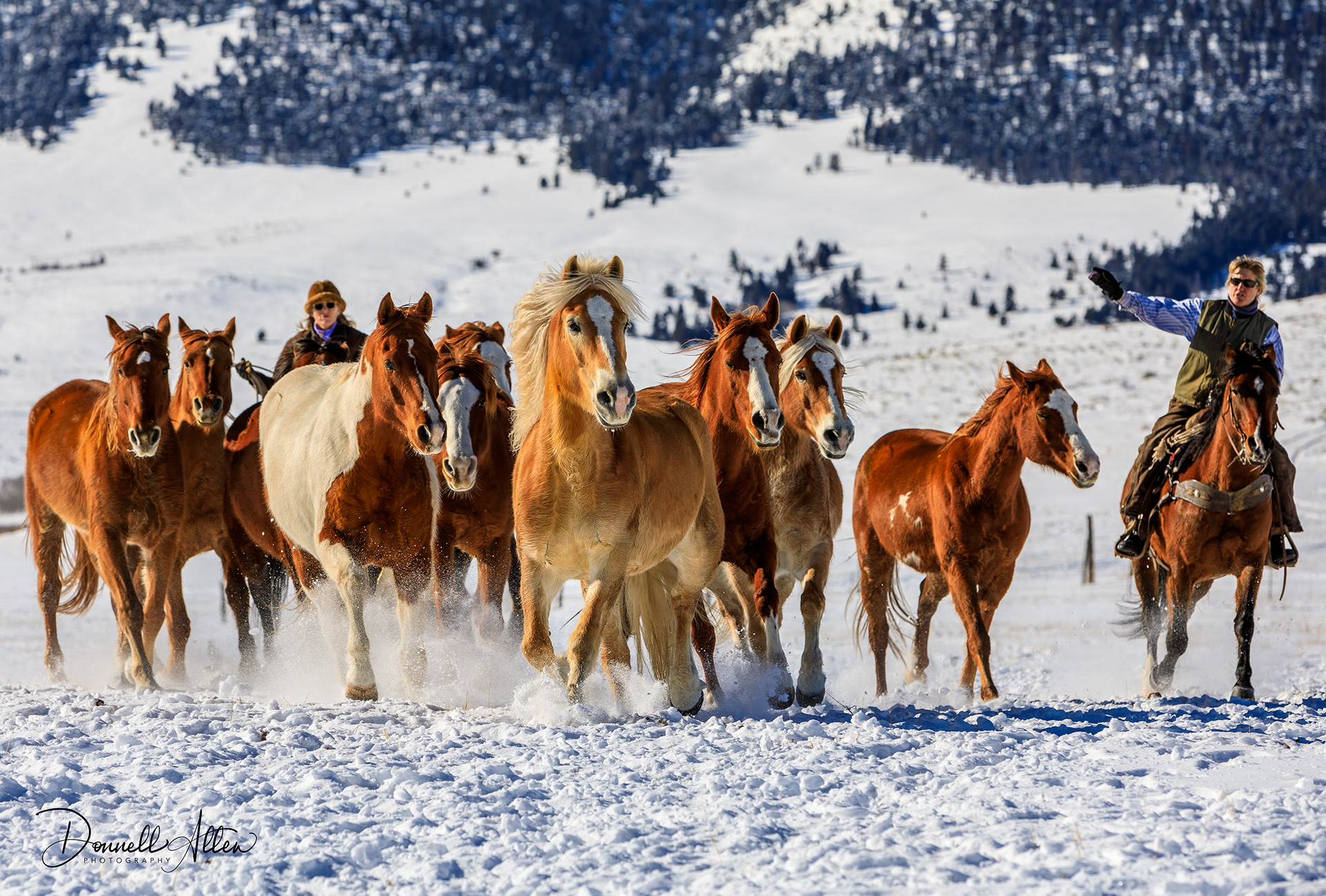 Colorado Roundup