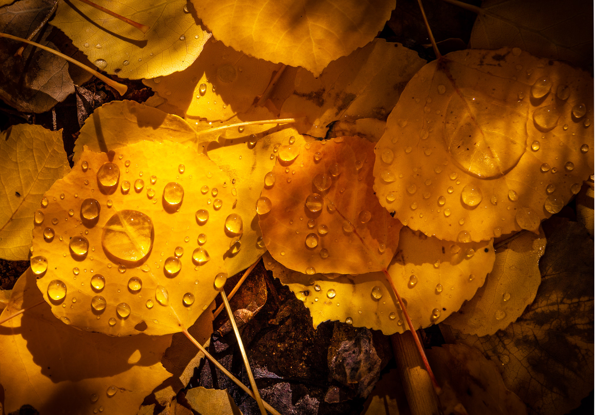 Aspen Leaves