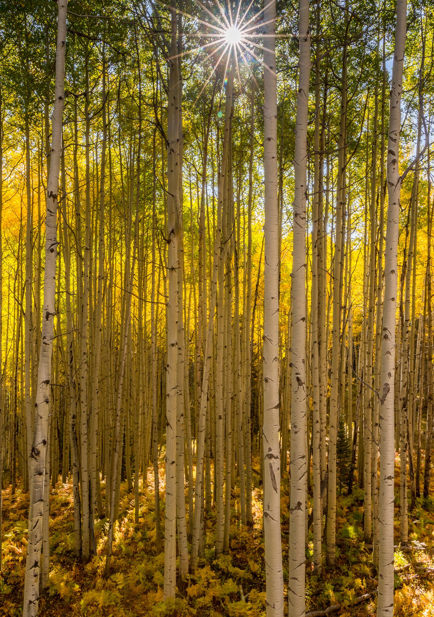 Aspen Starburst