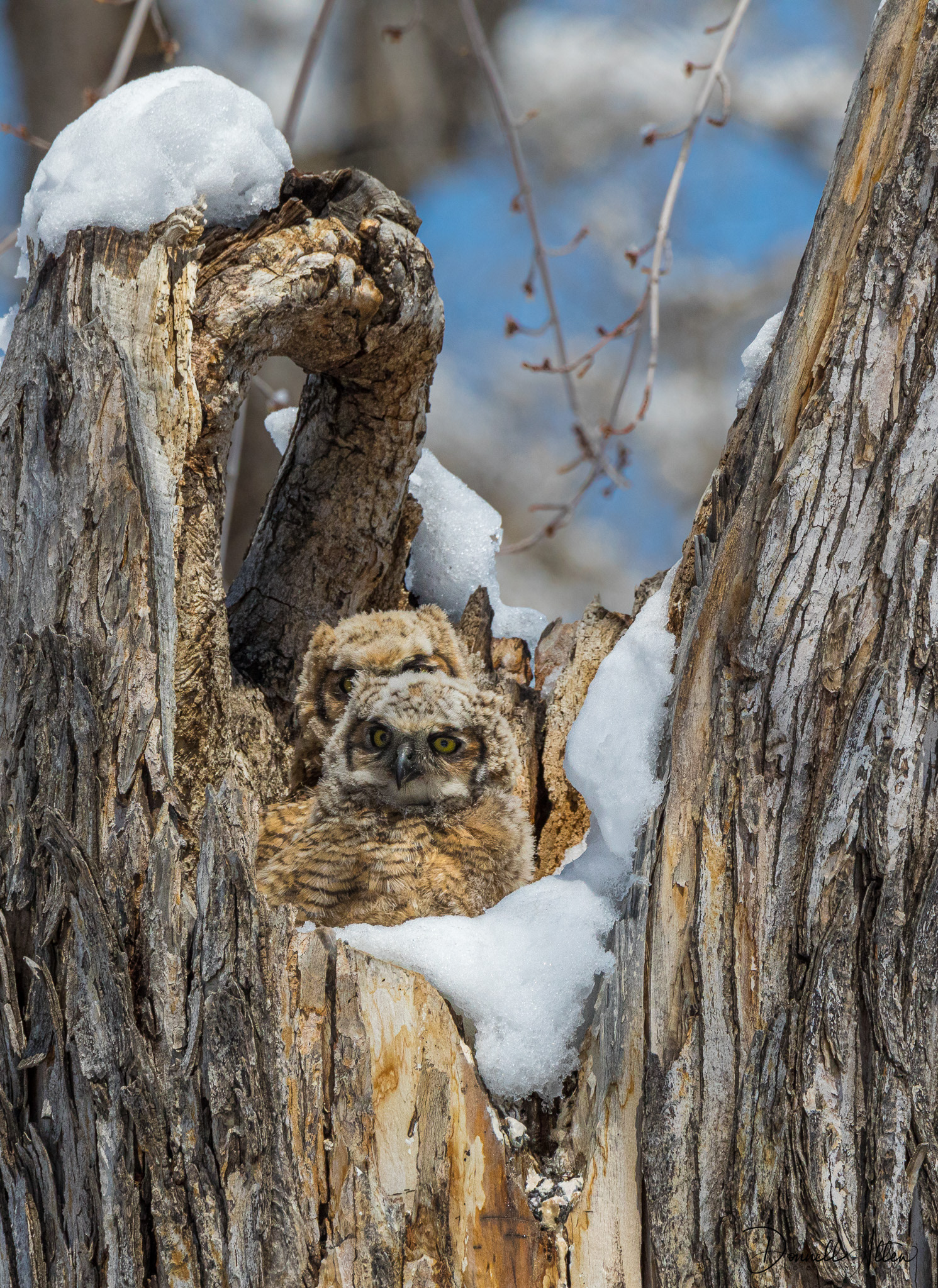 Owlets View