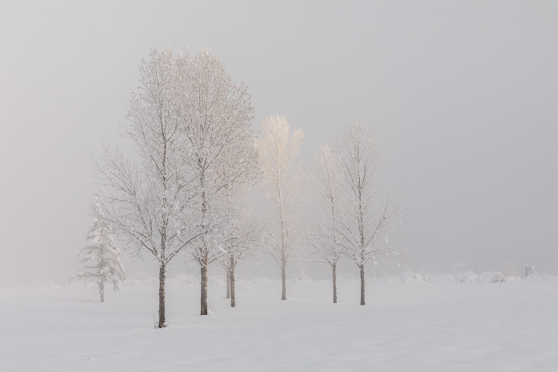 Fog, Snow & Trees