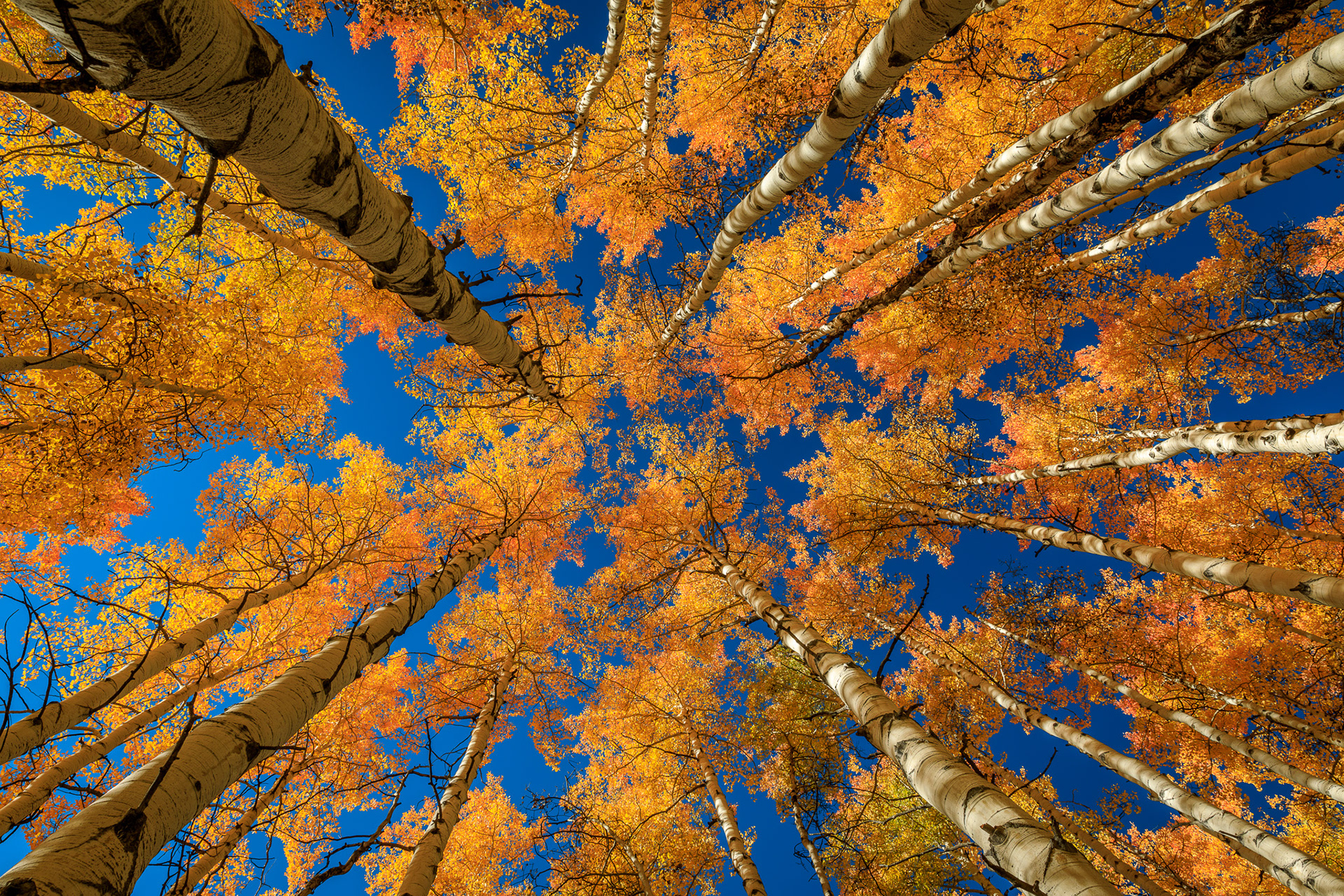 Aspen Tops