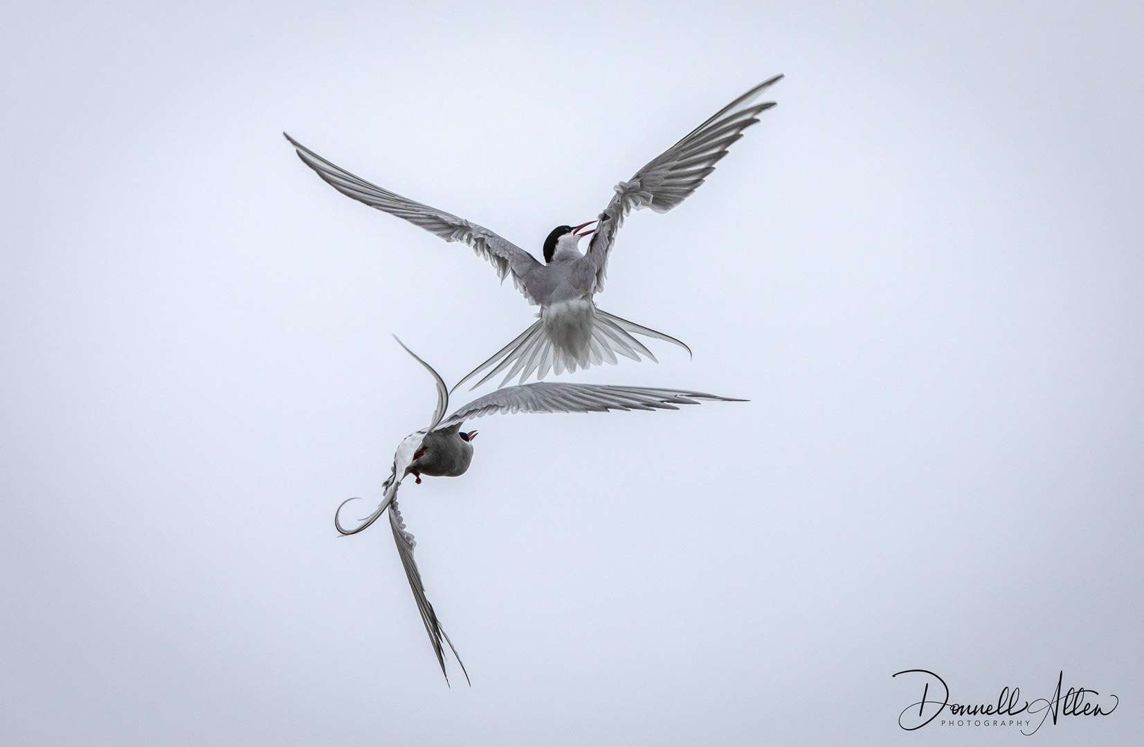 Tern Traffic