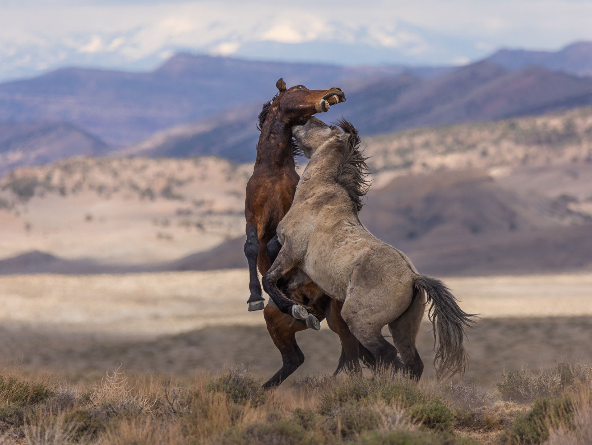 Mustang Rules
