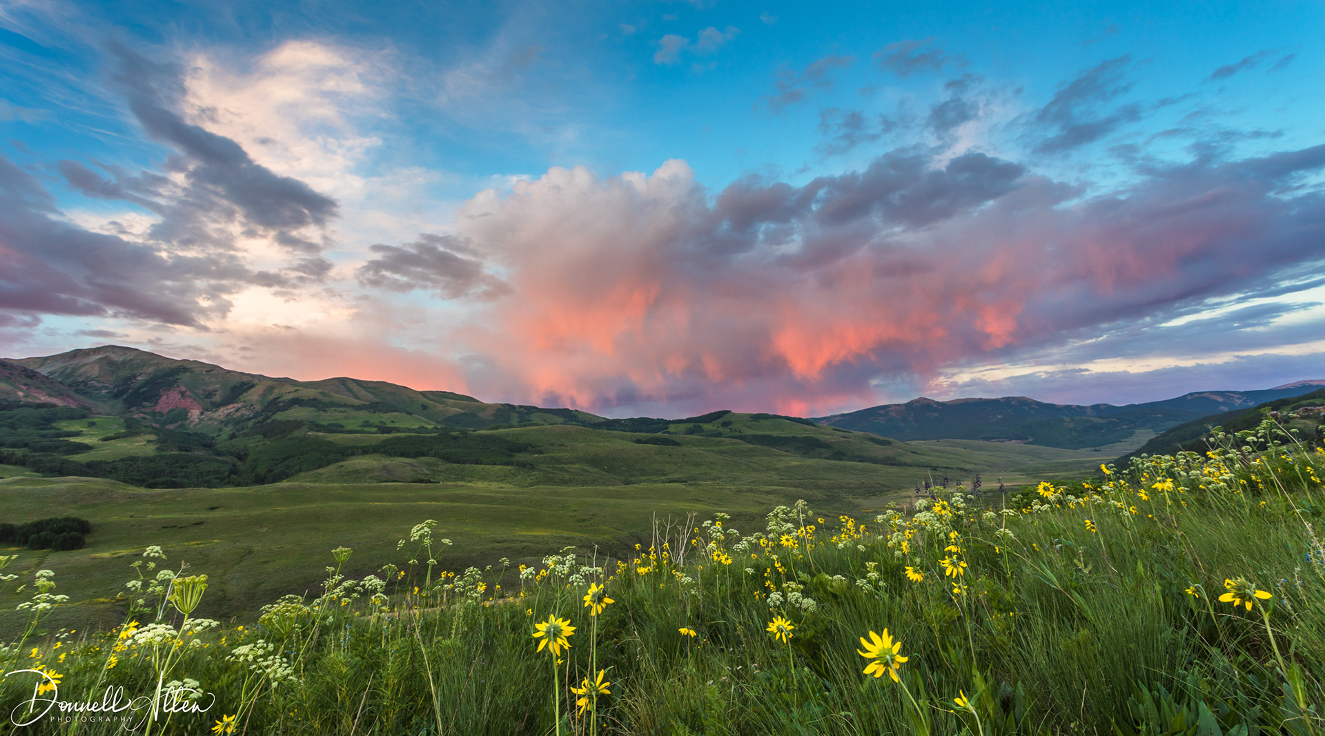 Wildflowers & Sunset