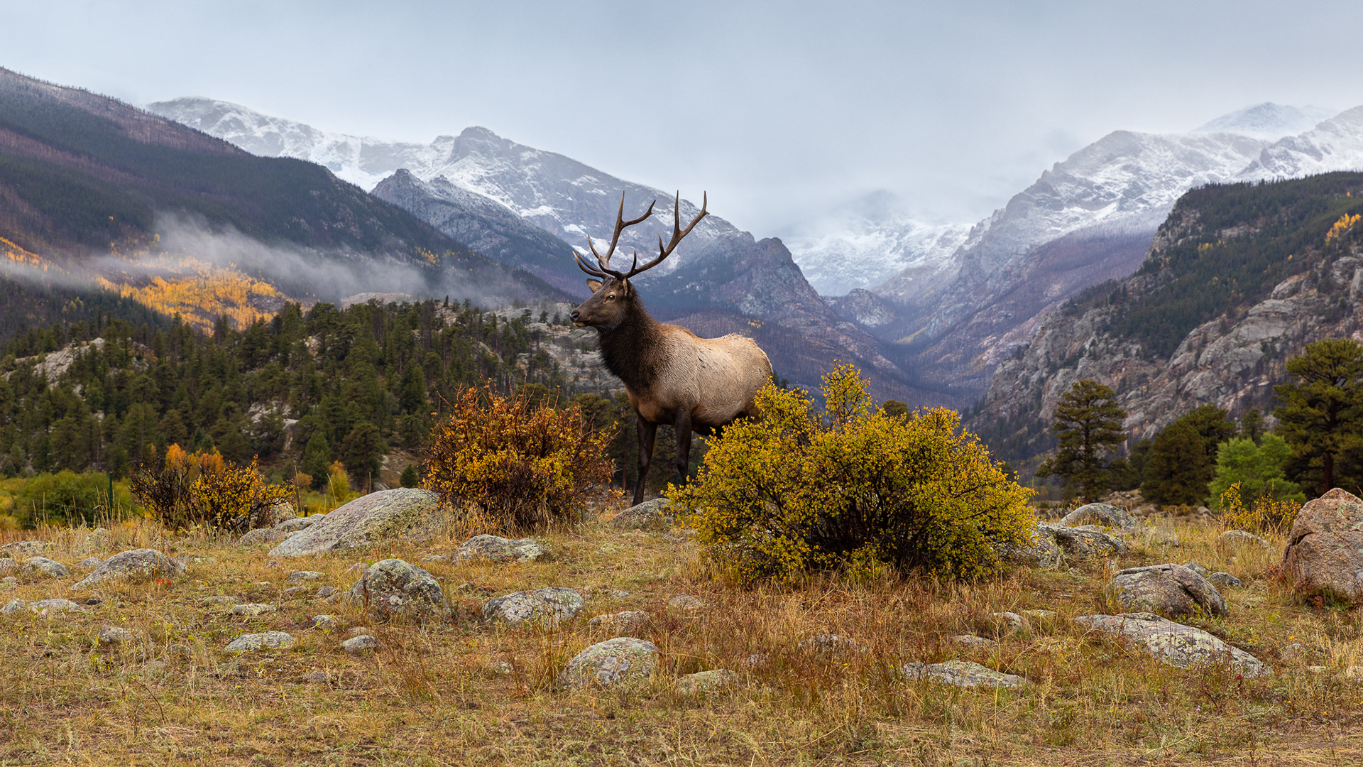 King of the Valley